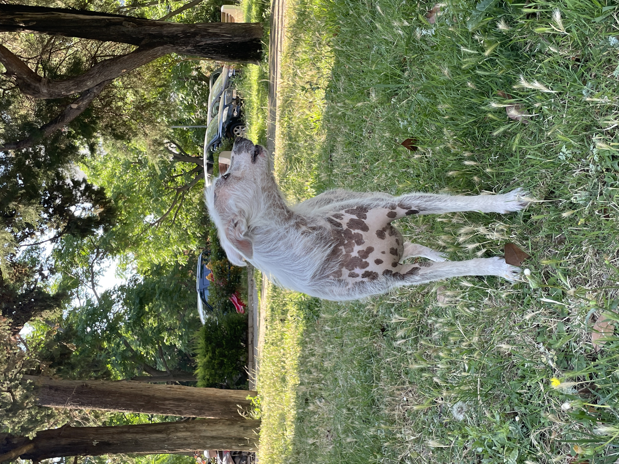Unusual dog spotted in Bar Montenegro park