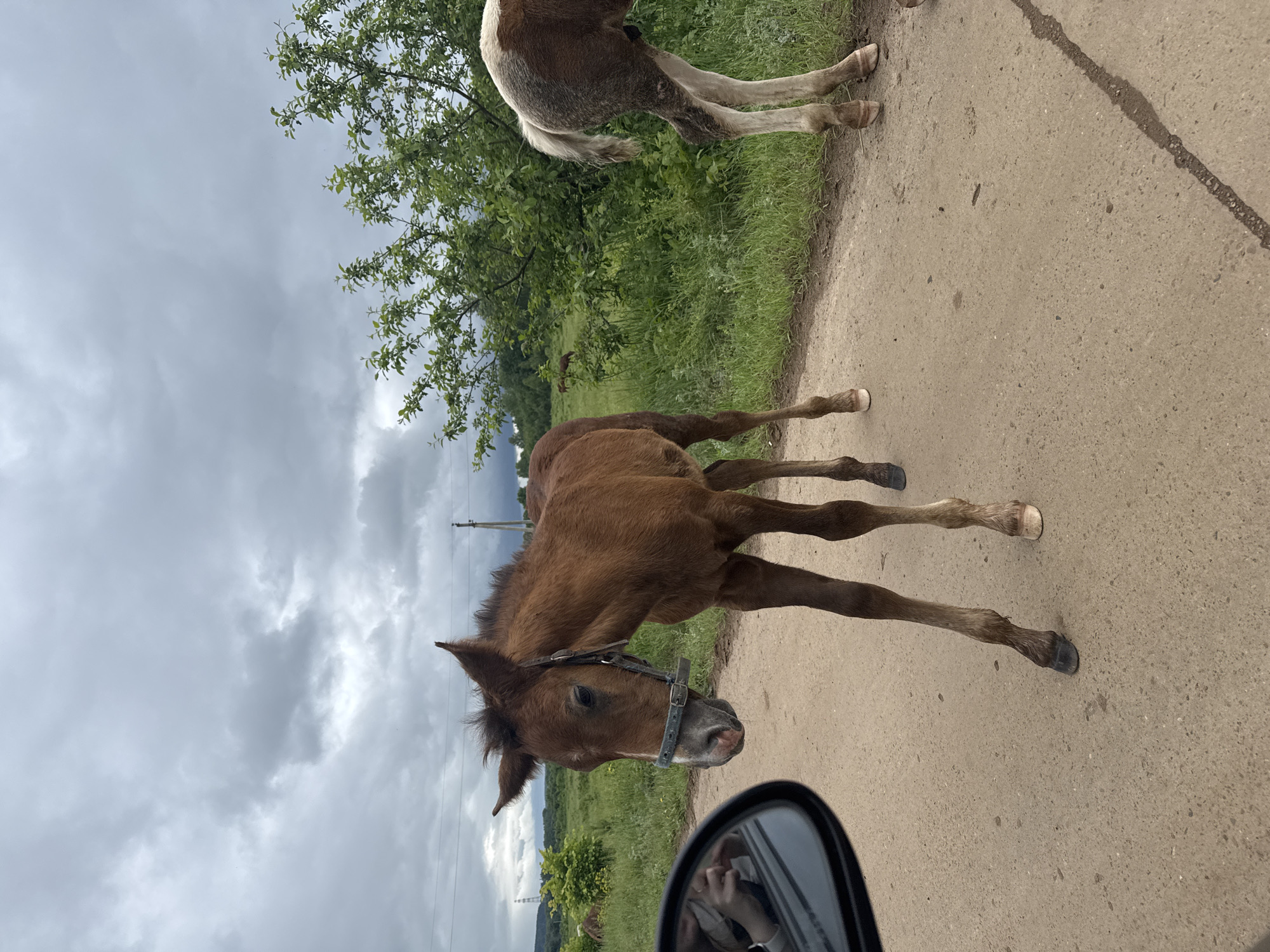 Rural scenes documented in Noviy, Russia: road travel, grazing horse