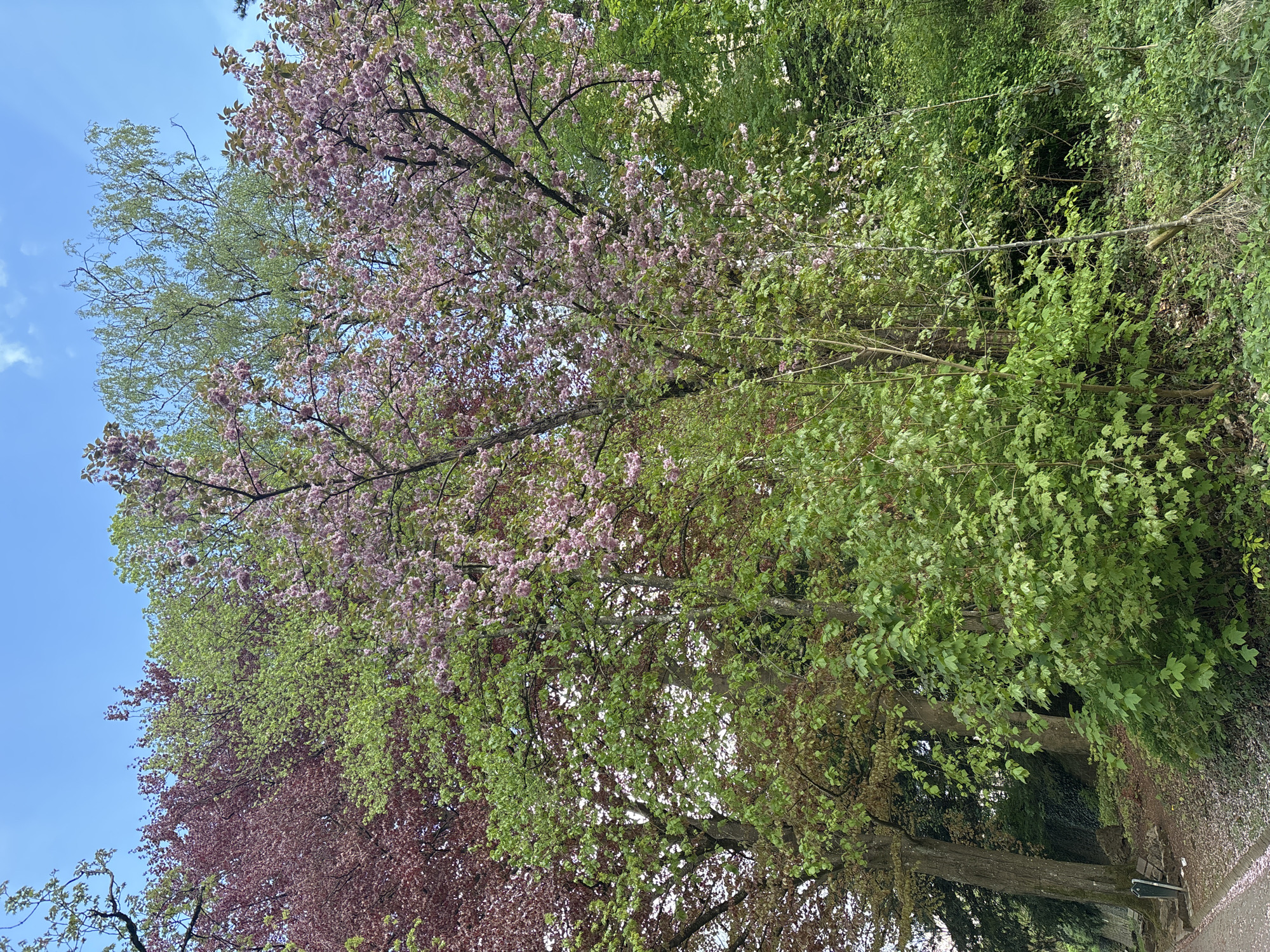 Spring afternoon moments captured across Luxembourg City parks