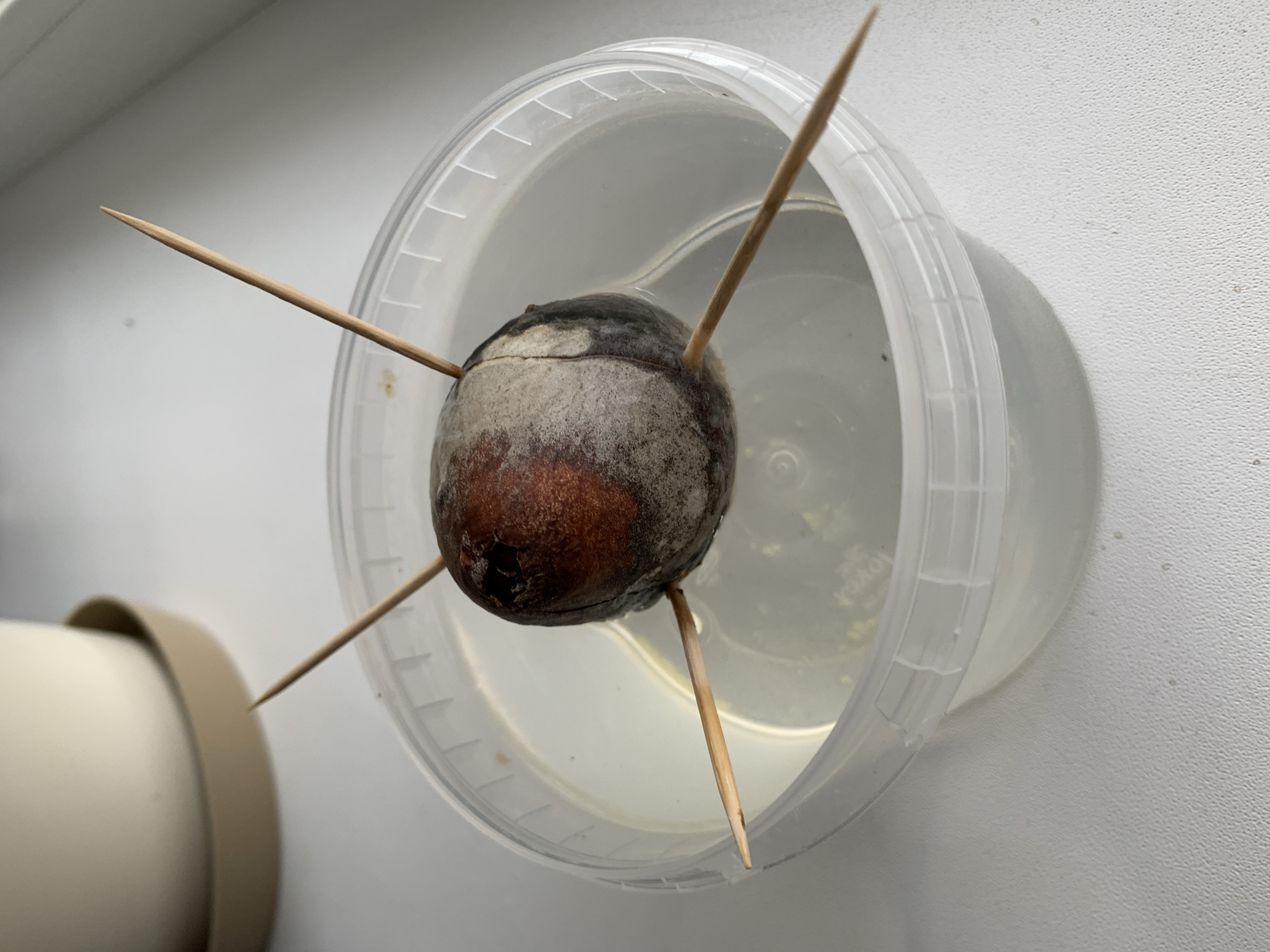 Belarus resident documents indoor plants and personal belongings collection