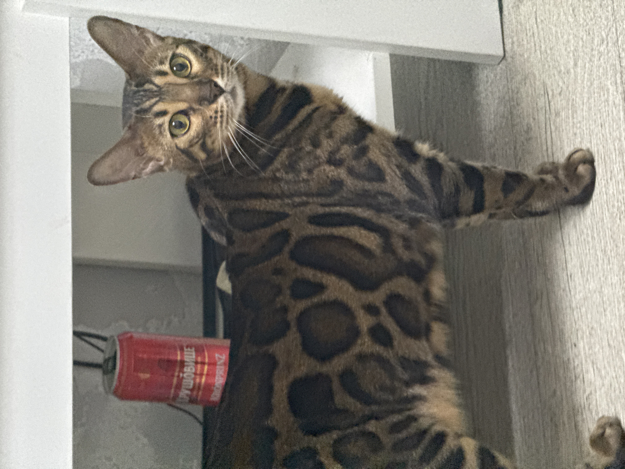 Chill evening at home with a Bengal cat and punk beer