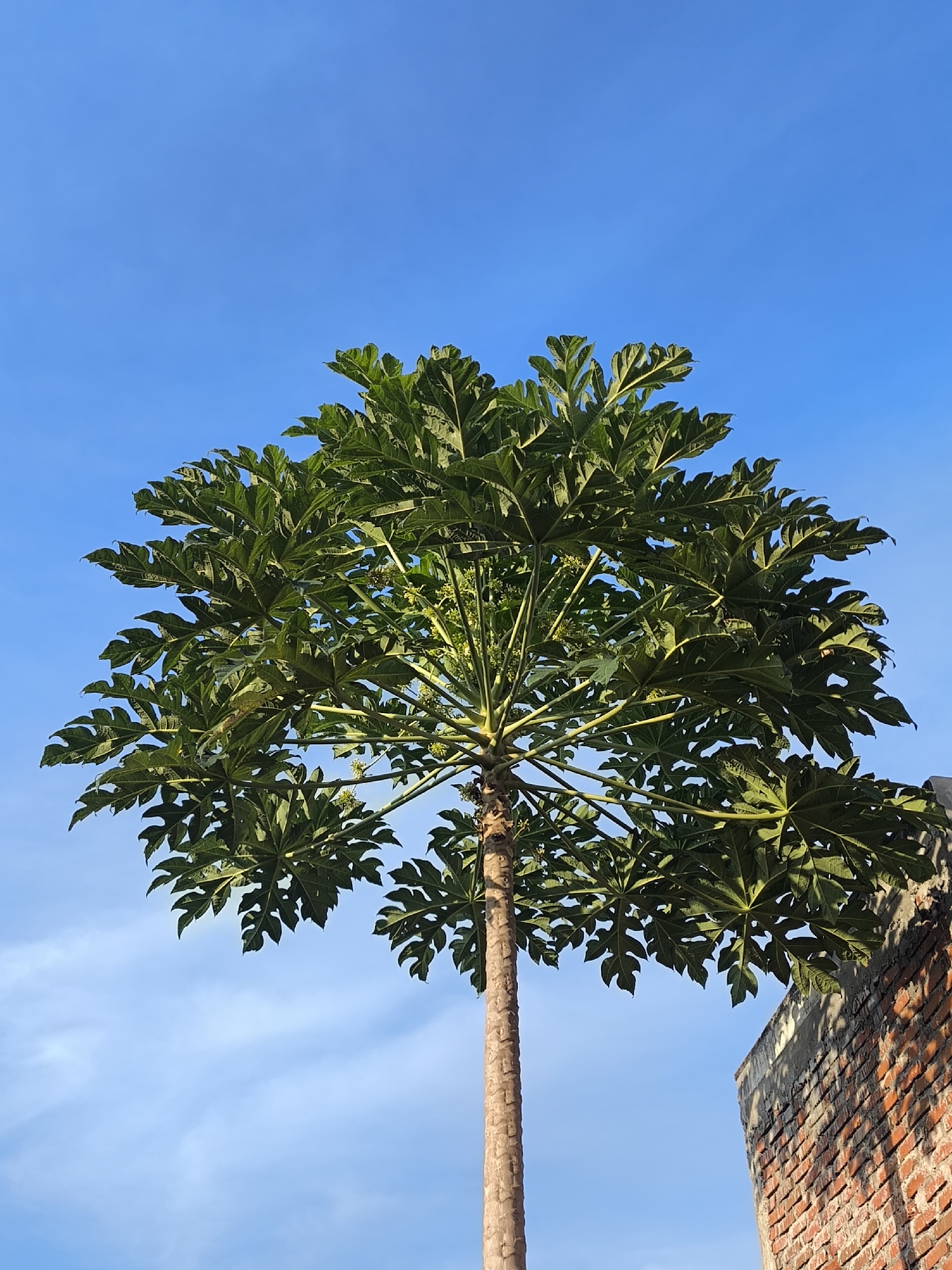 Papaya tree against blue sky in rural Bireuen, Indonesia