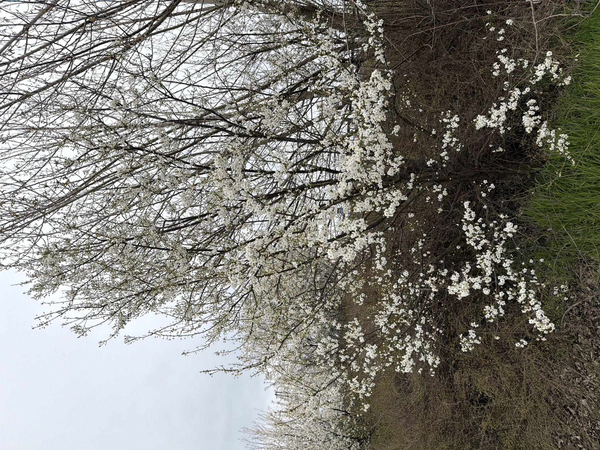 Spring dog walk captured in rural Chirpan, Bulgaria