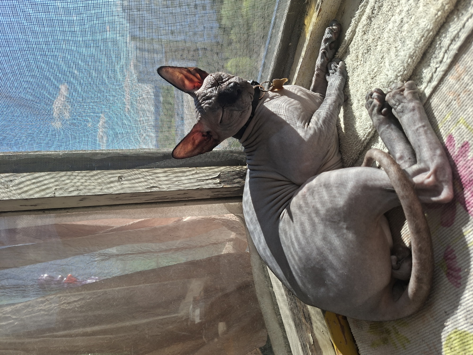 Sphynx cats lounge on Moscow windowsills on a sunny afternoon