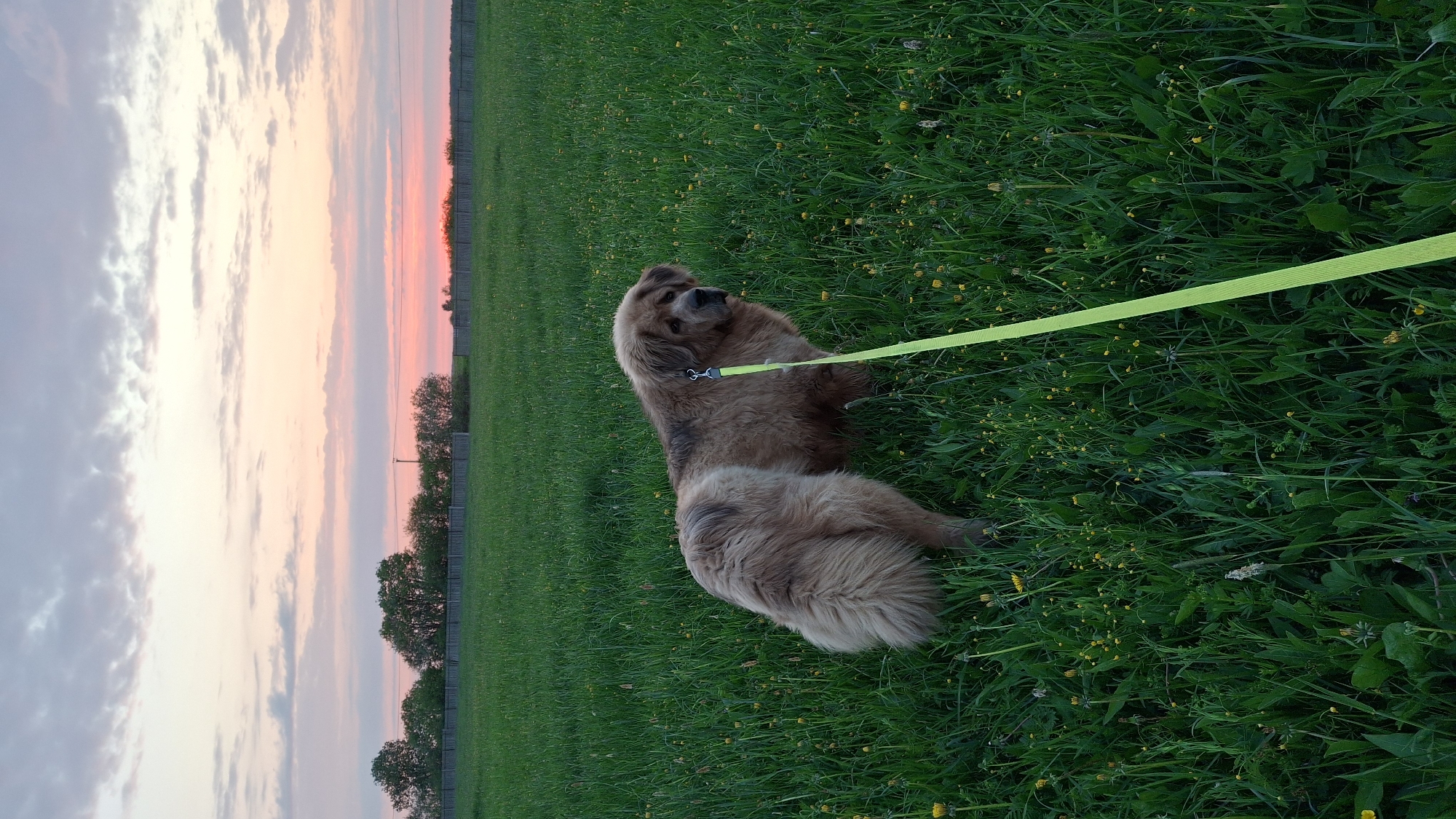 Dog on leash spotted resting in grass in Timmolovo