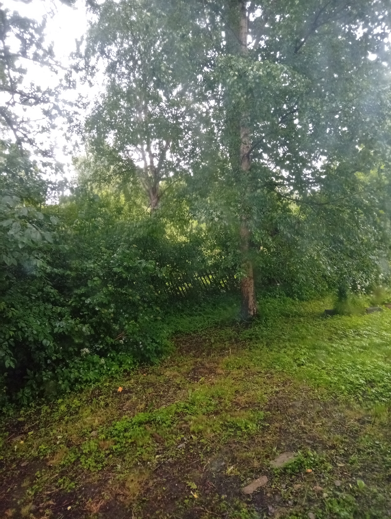 Wooded pathway through dense foliage on overcast day