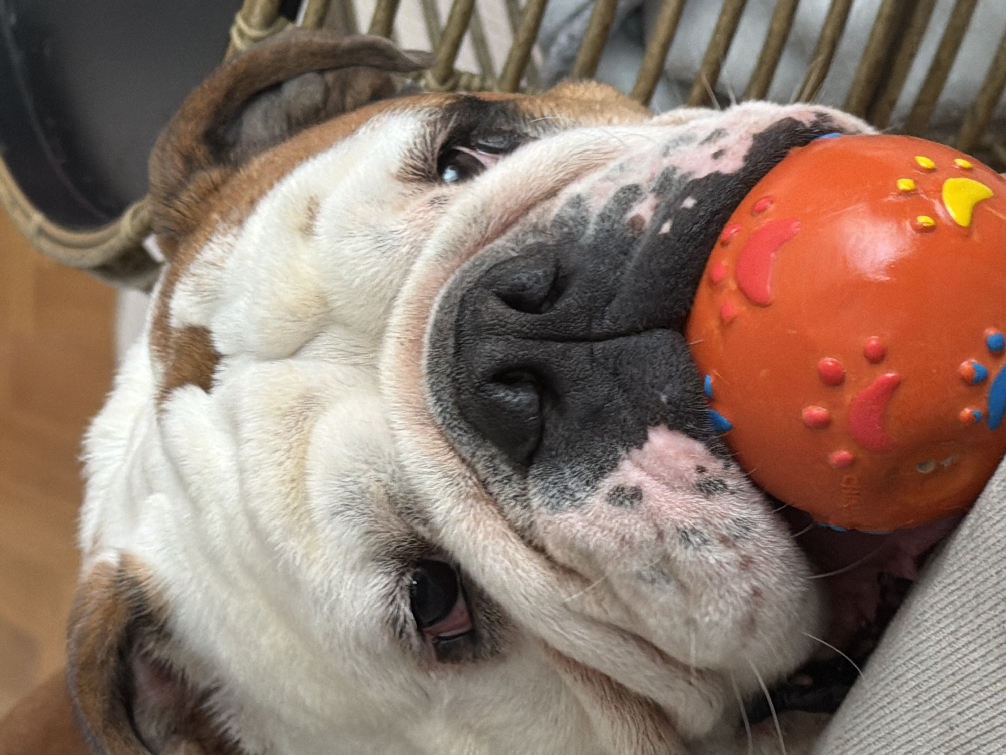 English Bulldog photographed at home in Sofia during afternoon