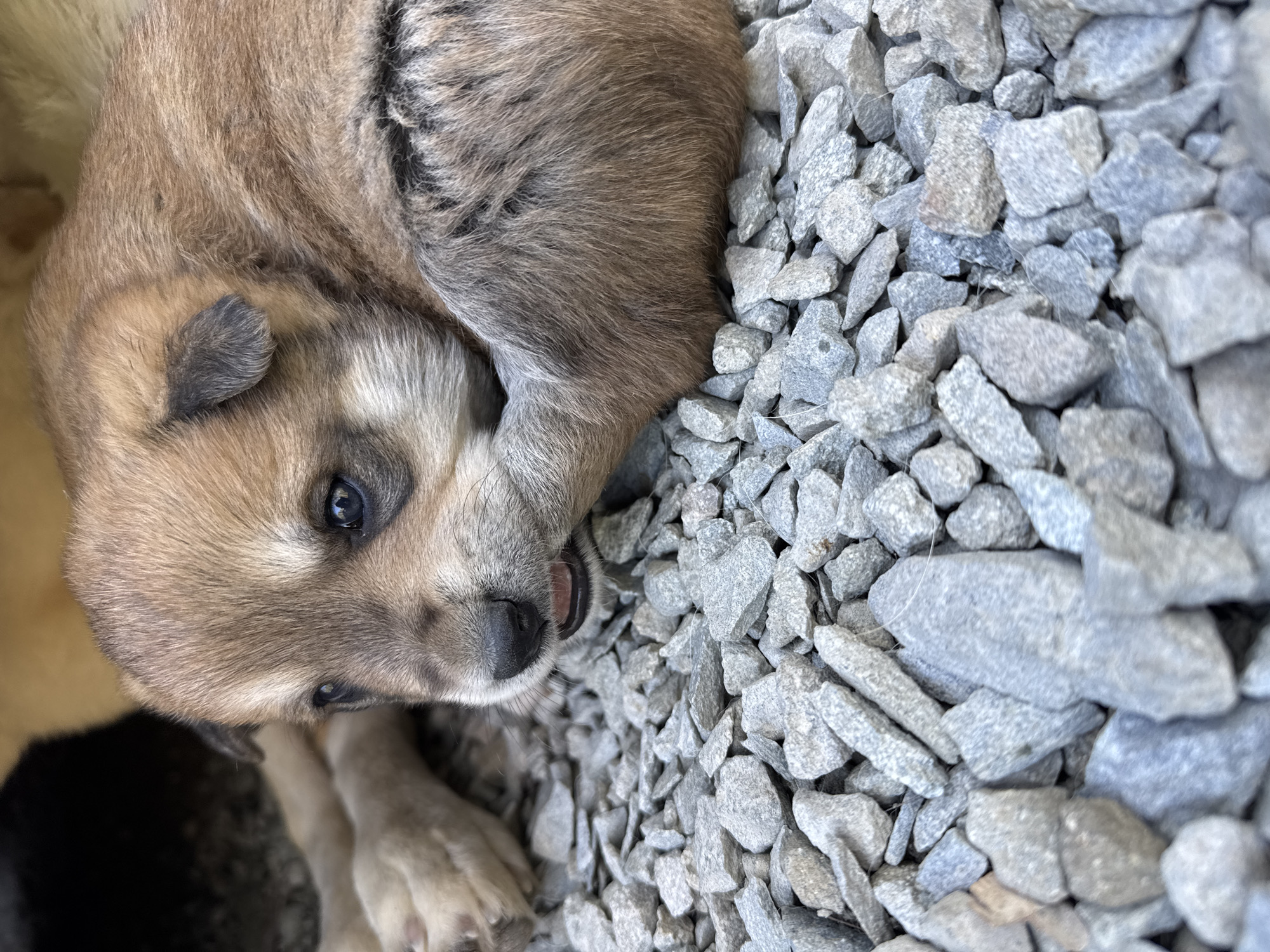 Puppy resting on gravel in rural Russia