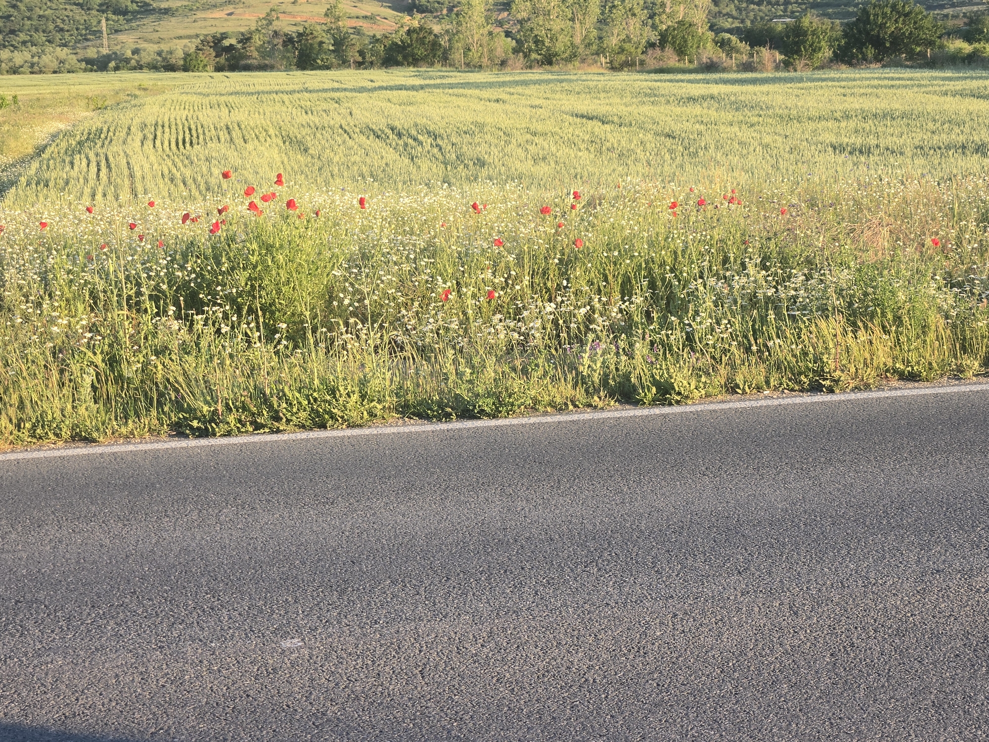 Rural roads, antique interiors, and travel moments documented