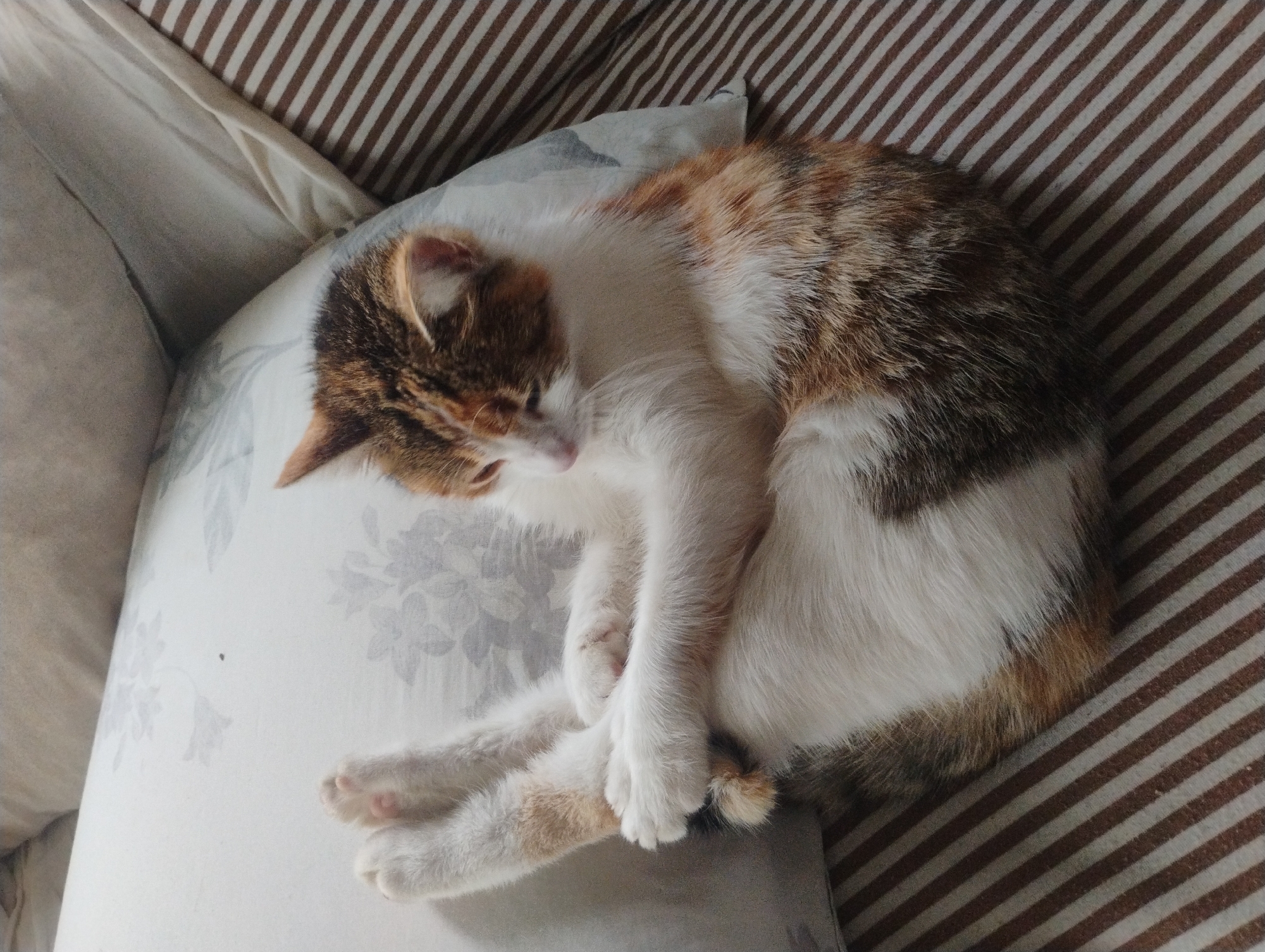 Calico cat rests on floral pillow in Bulgaria