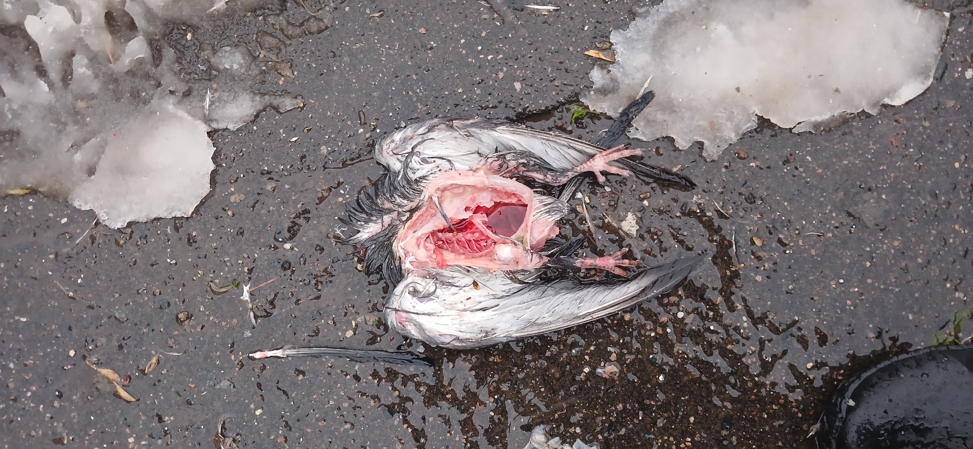 Kazan residents document wet evening street scenes, deceased bird