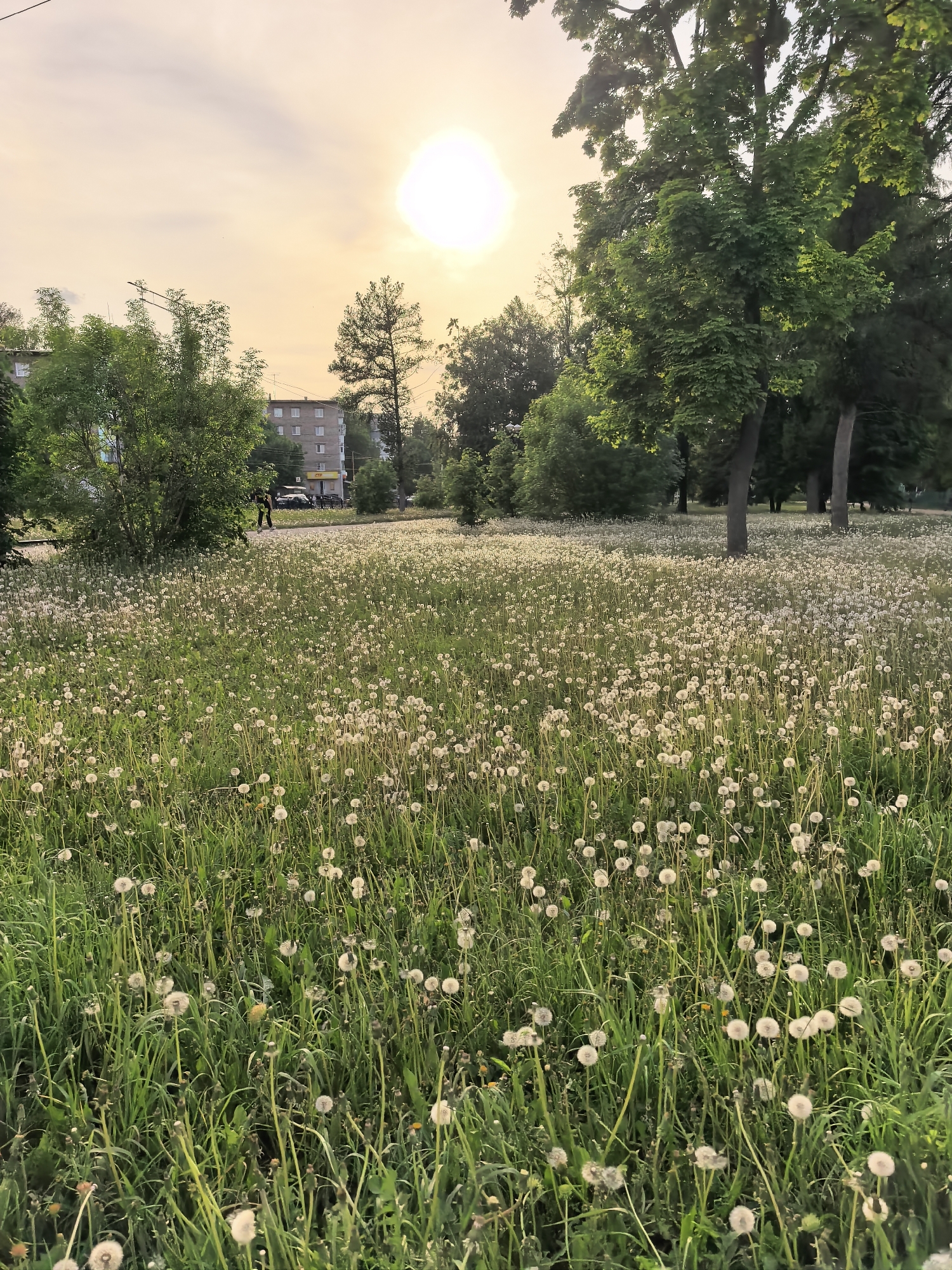 Child with blue bicycle spotted in Sterlitamak dandelion fields