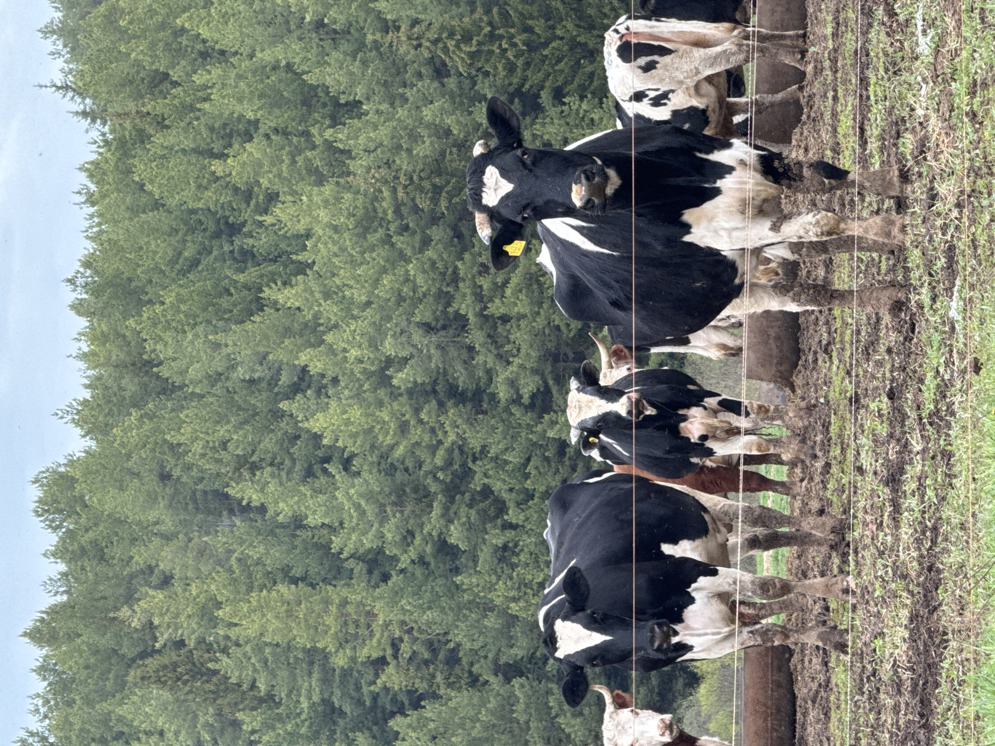 Cattle herd grazes in muddy Russian pasture near forest