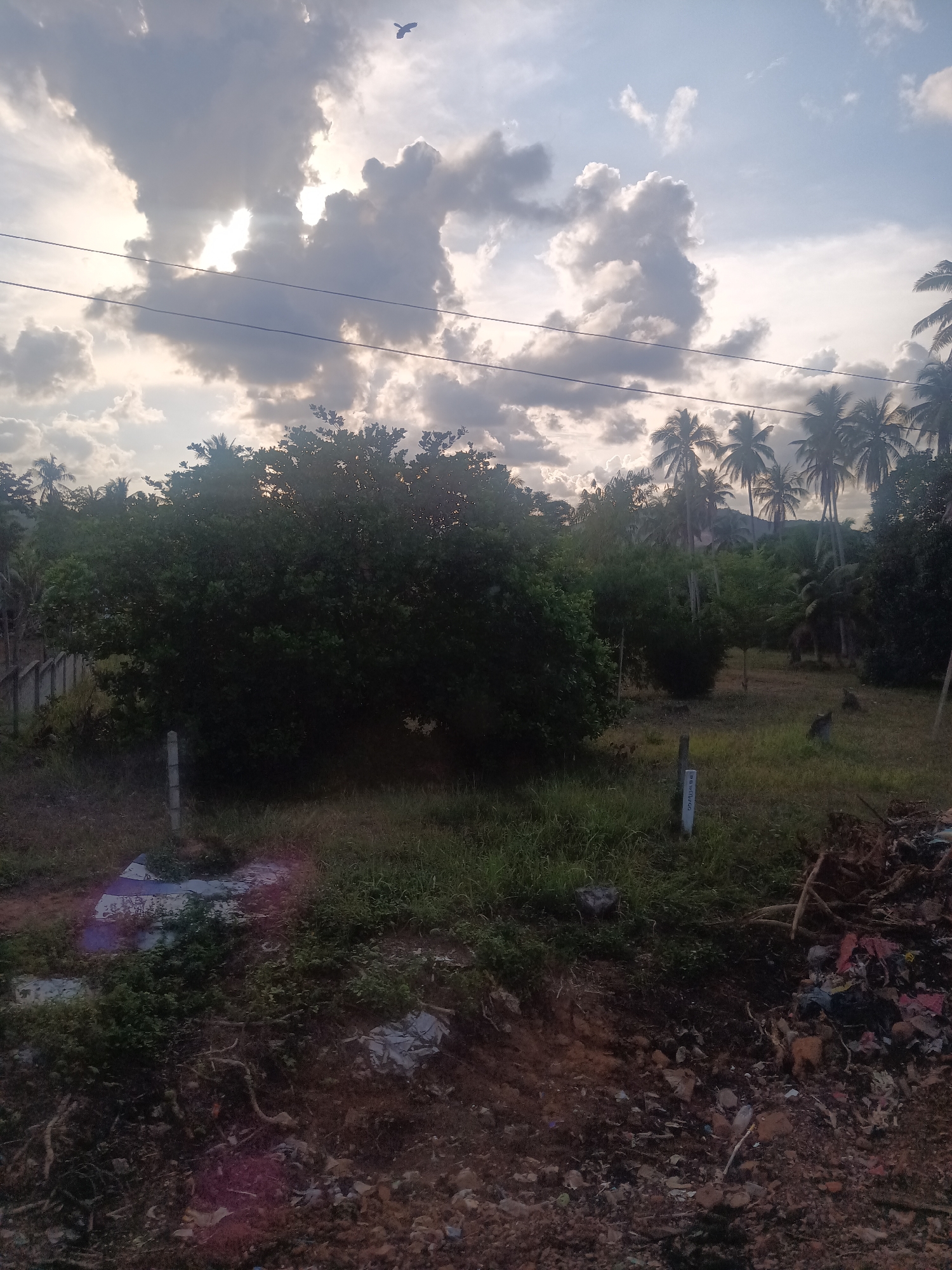 Monkeys spotted in residential area of Ban Hat Sai Ri