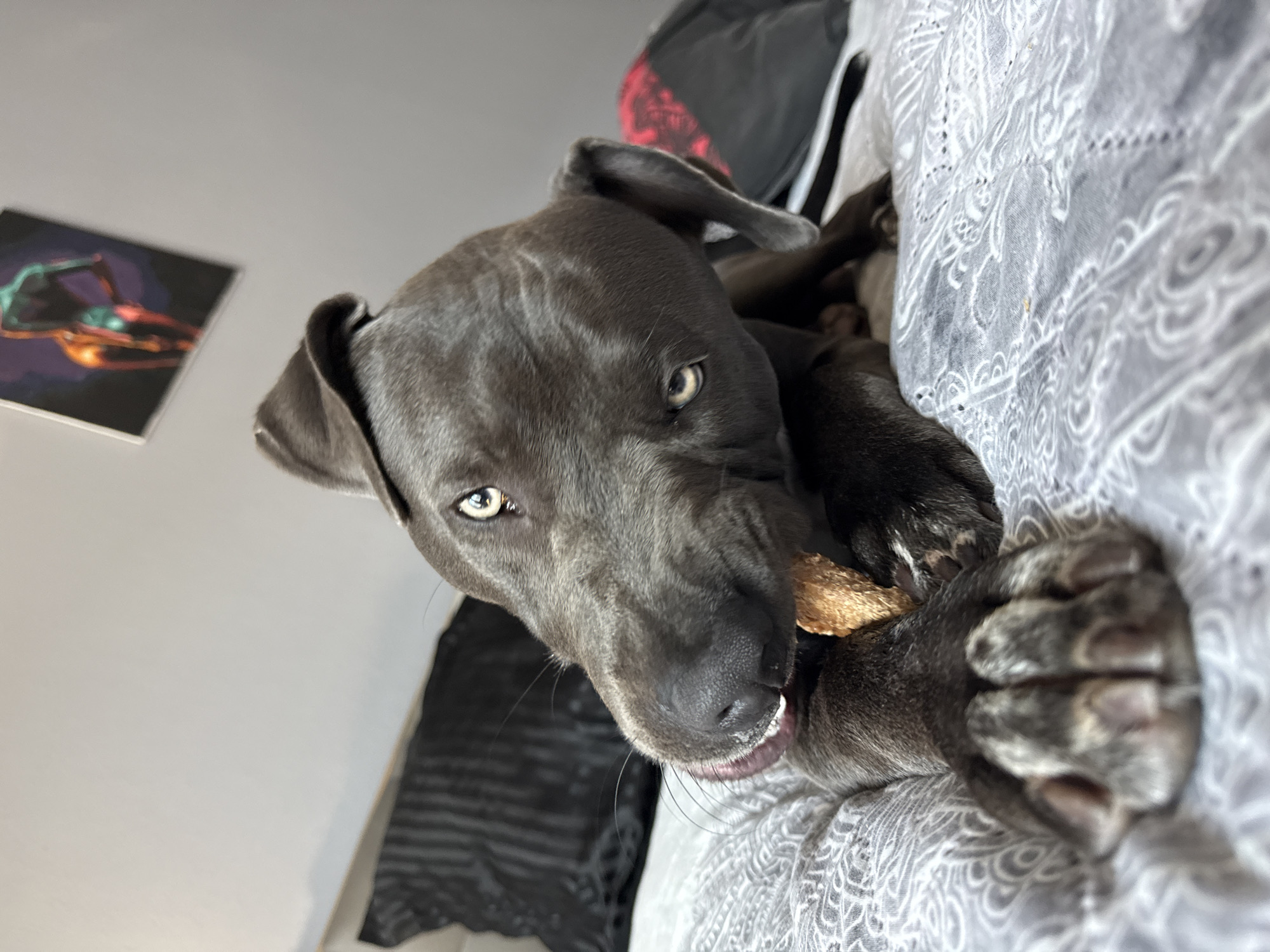 Grey pit bull chills with a treat on a Varna couch