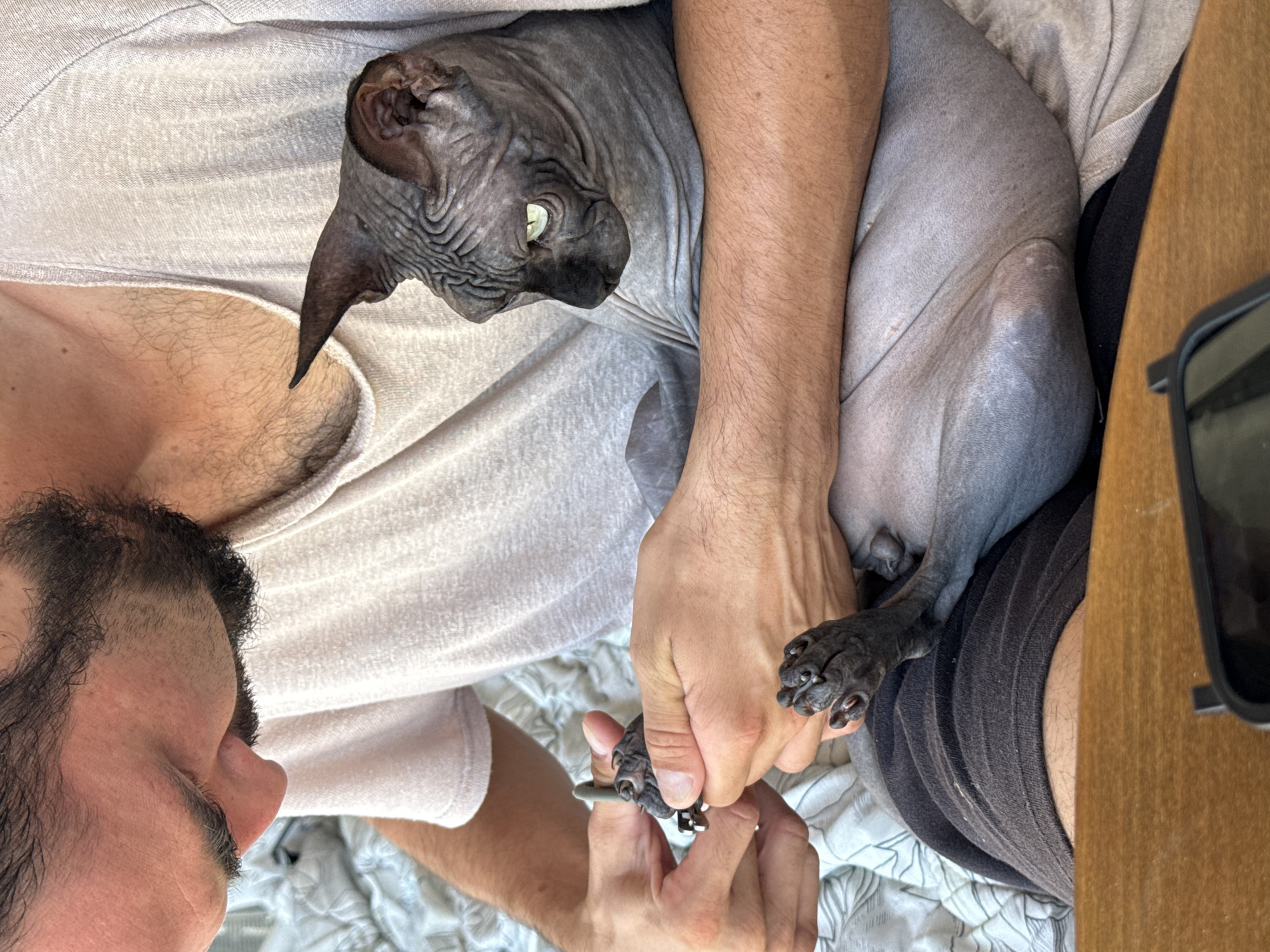 Trimming cat nails on an outdoor couch, one minute of grooming