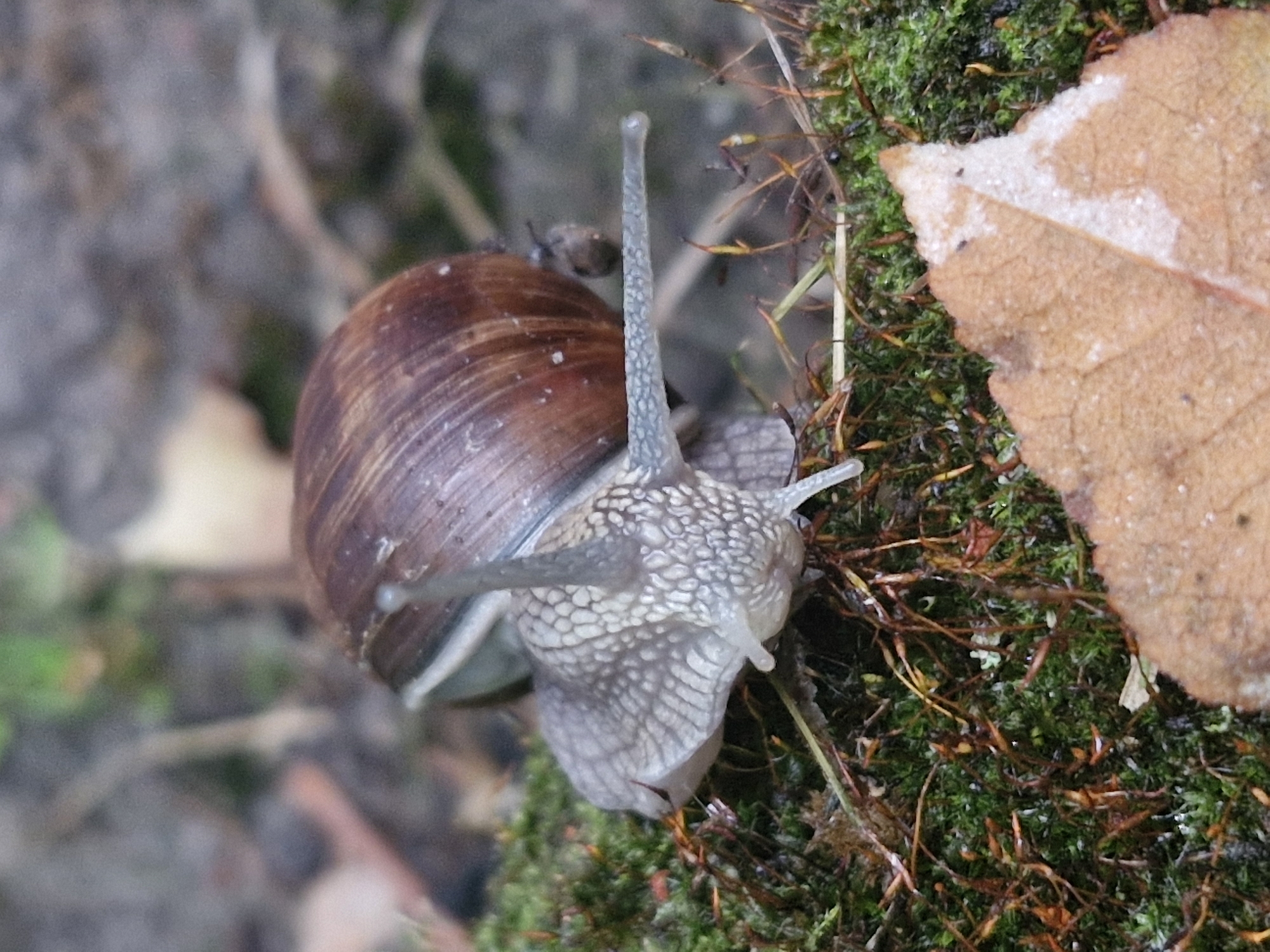 Garden snail crawling across moss in Klaipėda