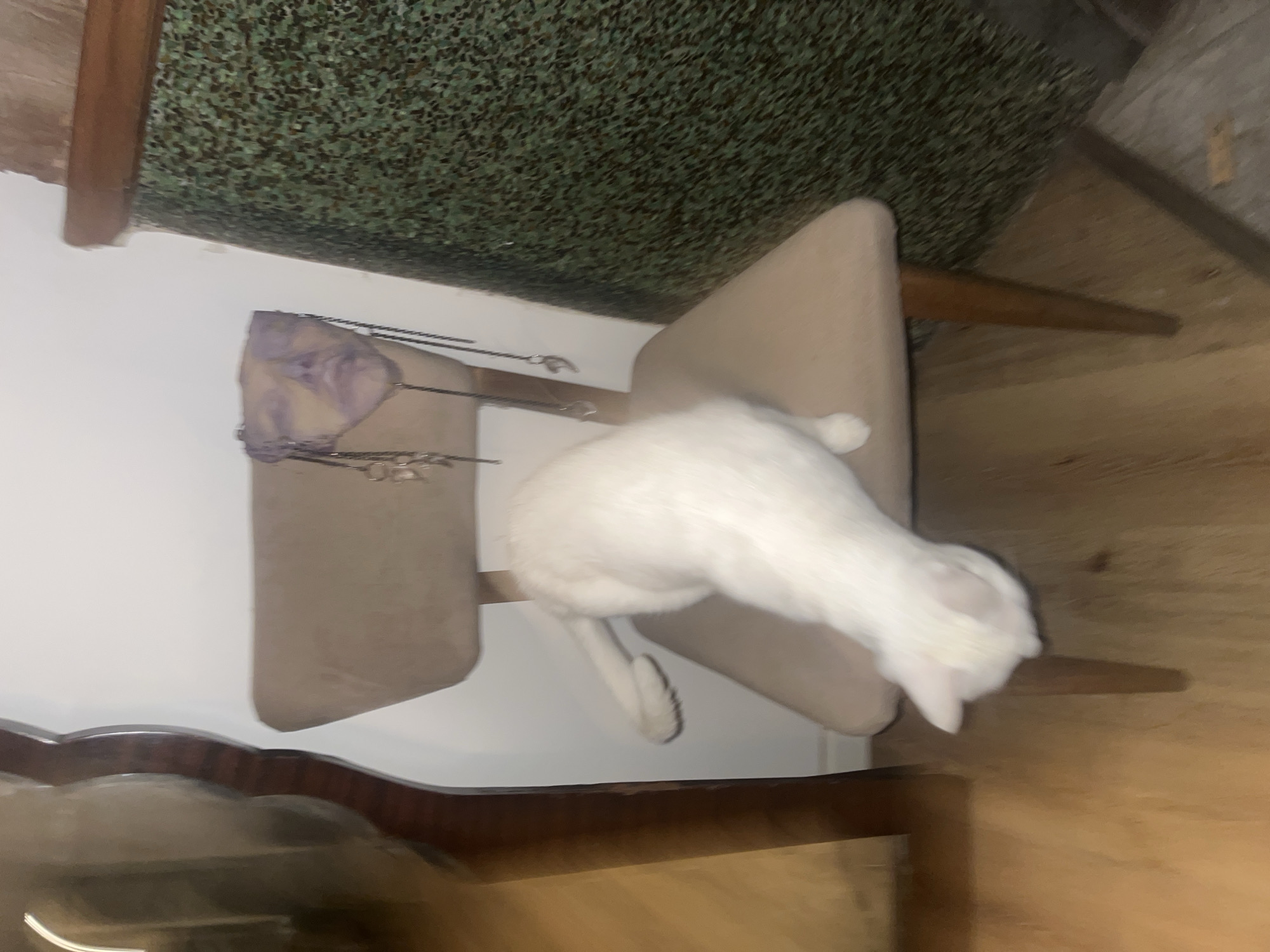 White cat rests on chair in Buenos Aires home