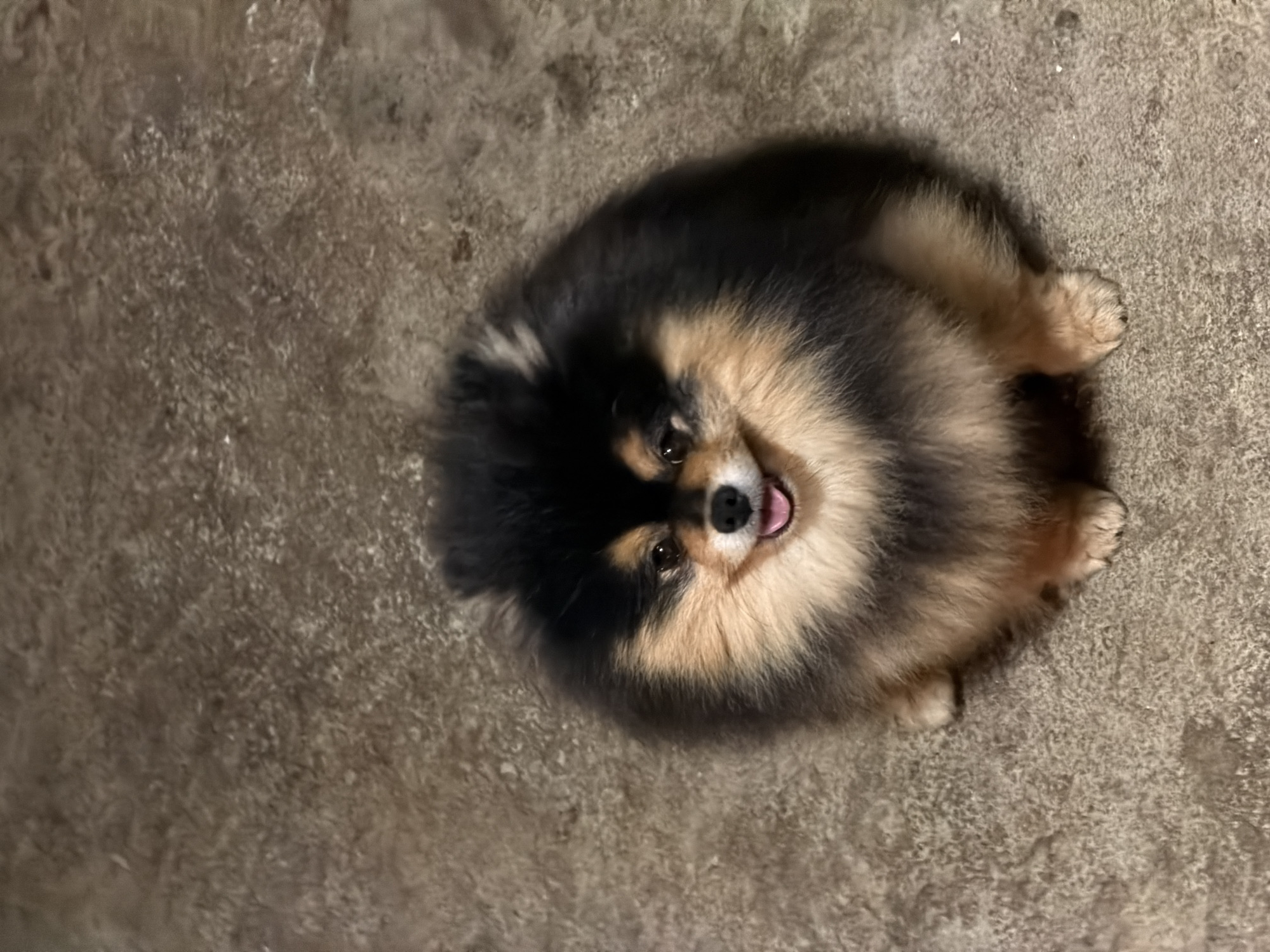 Person pets Pomeranian dogs at Bulgarian animal enclosure