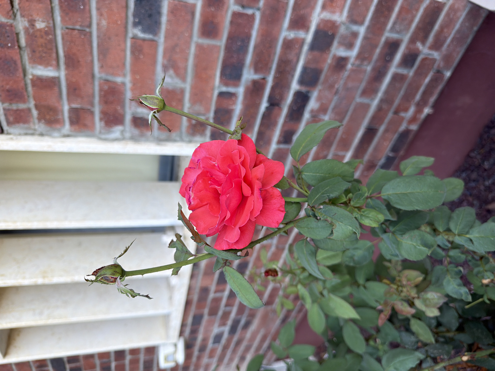 Roses in bloom in a Gedera garden