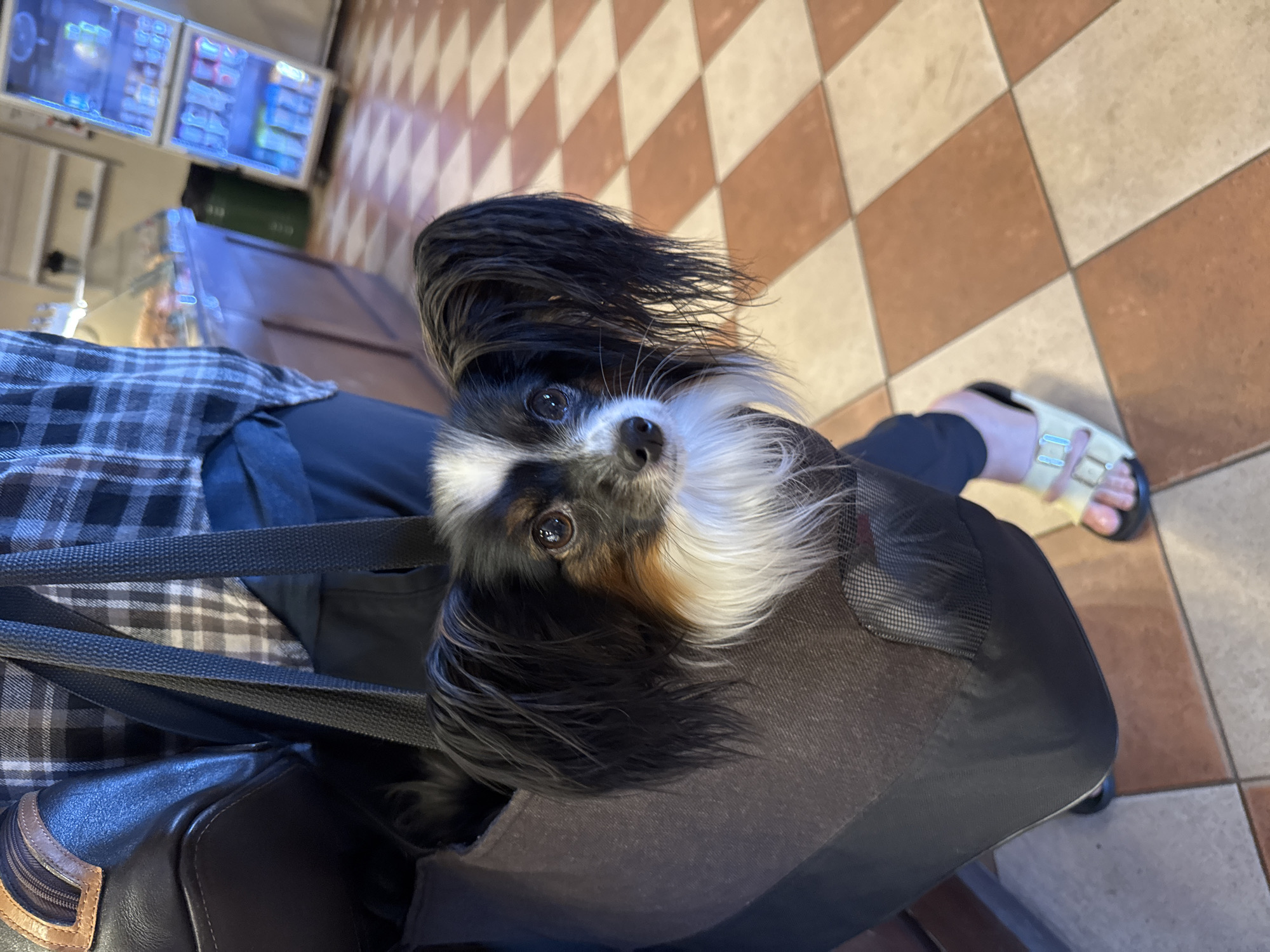 Papillon dog in a fabric carrier, Saint Petersburg