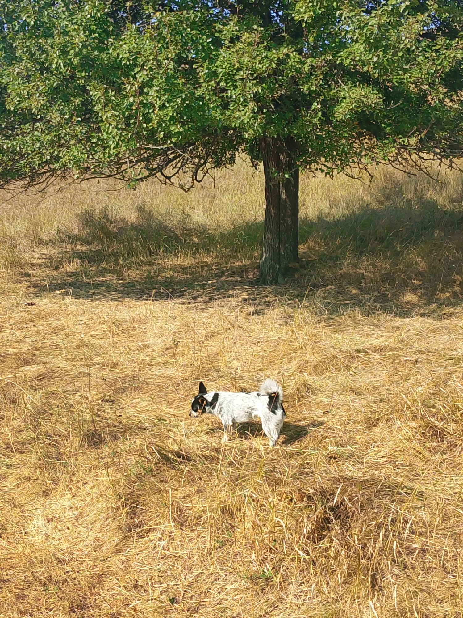 Sheep grazing in dry golden fields on a sunny morning
