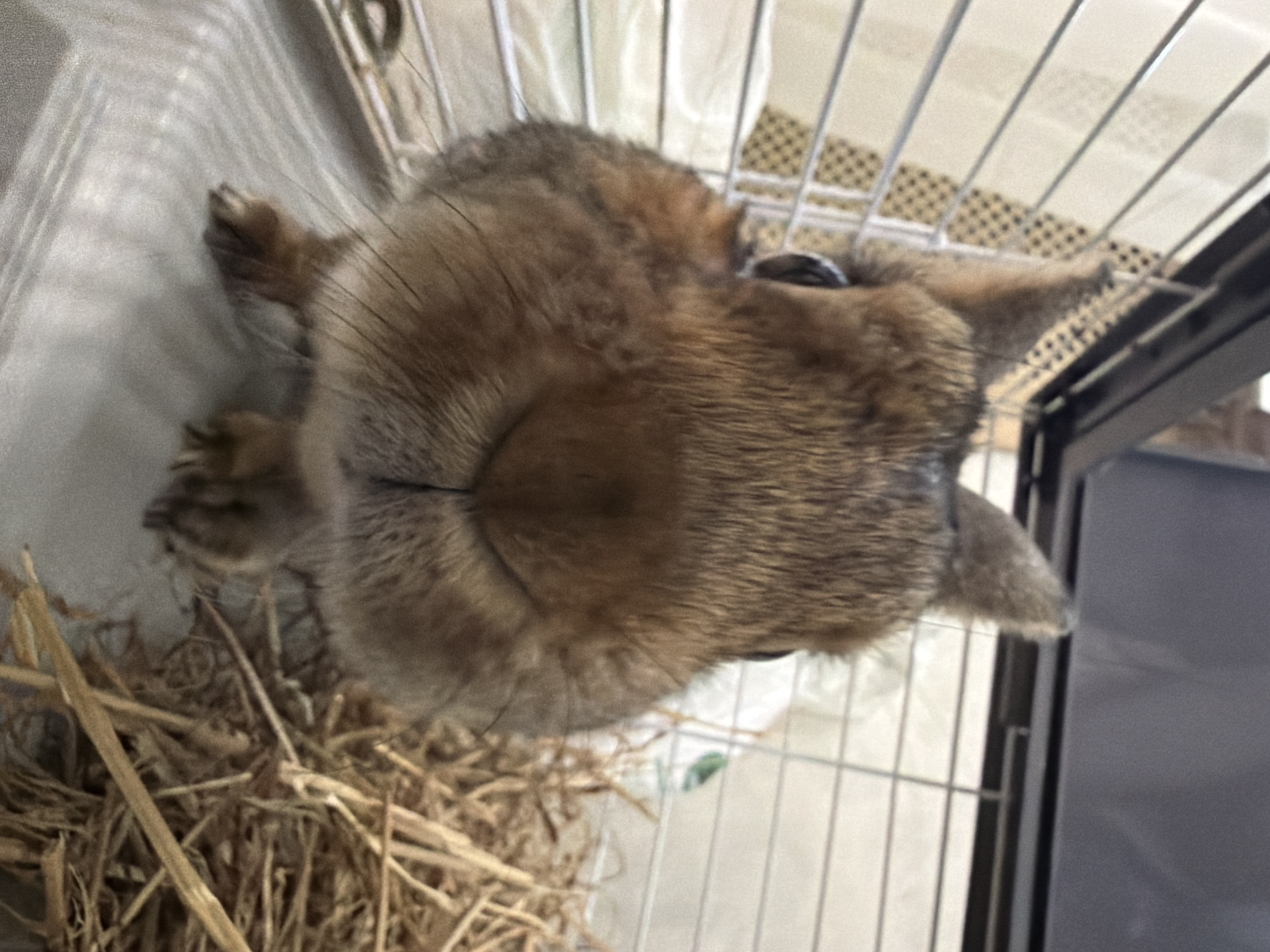 Pet life documented across Solikamsk during afternoon hours