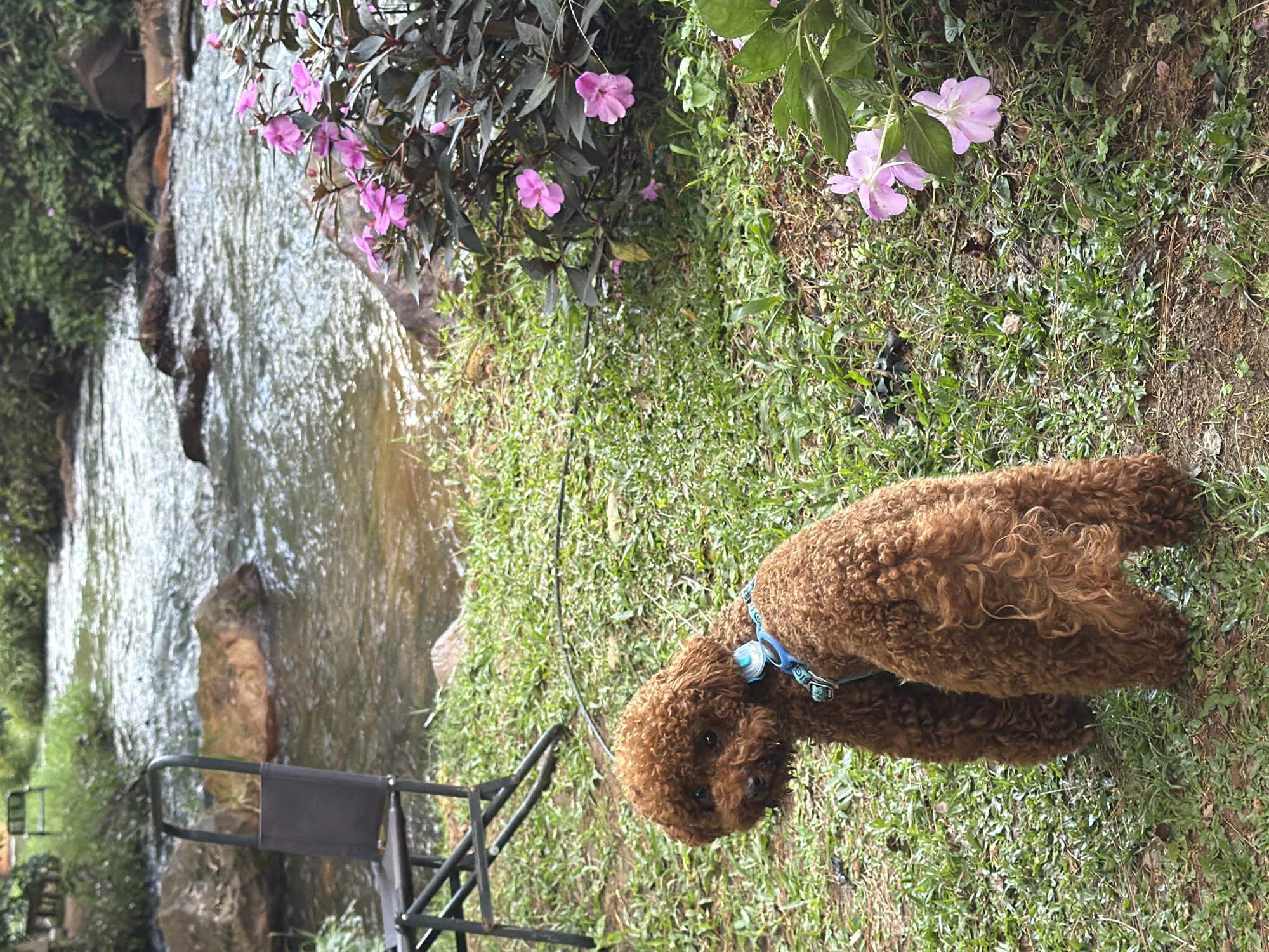 Poodle morning at a Da Lat stream garden