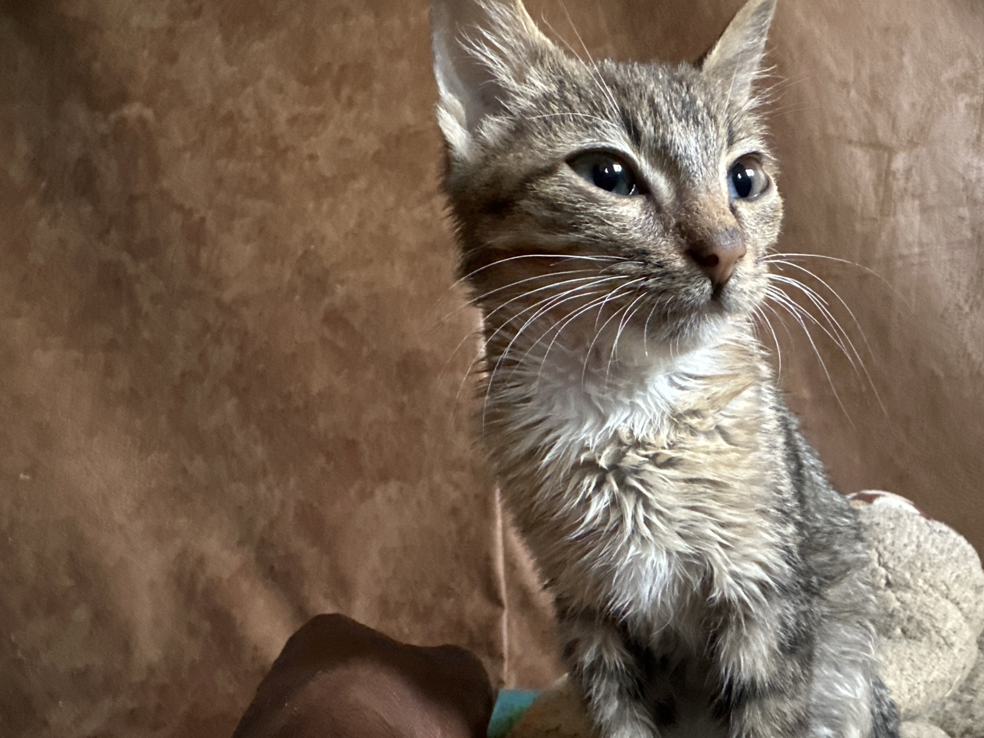 Close-up shots of kittens resting and posing in Jos
