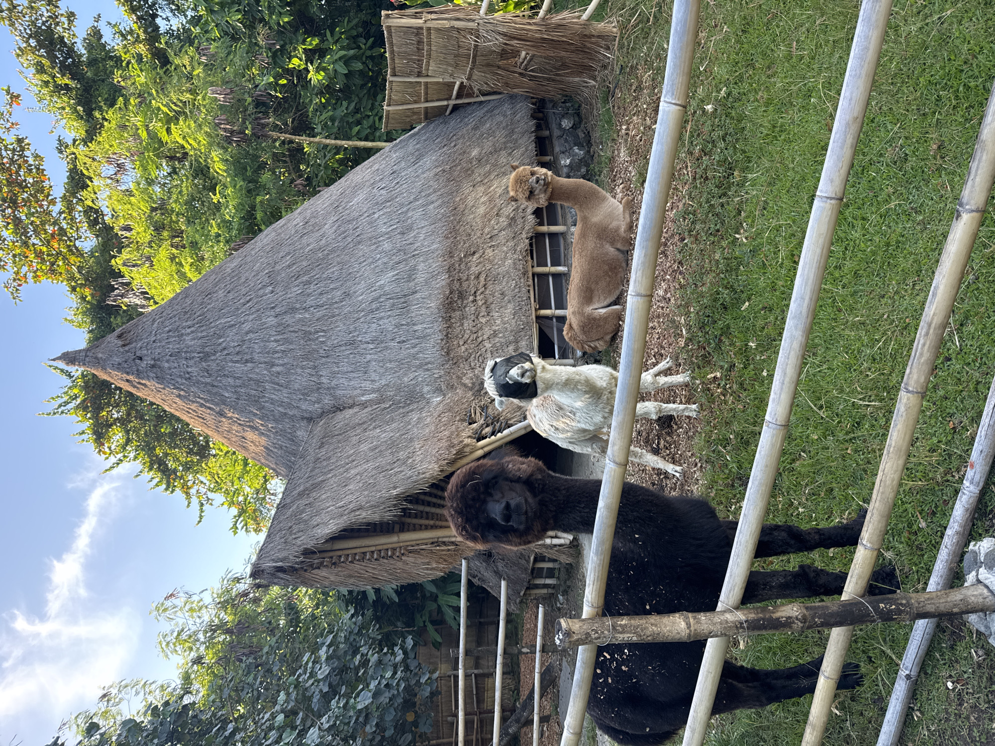 Early morning visitors explore NUANU Magic Garden in Kediri