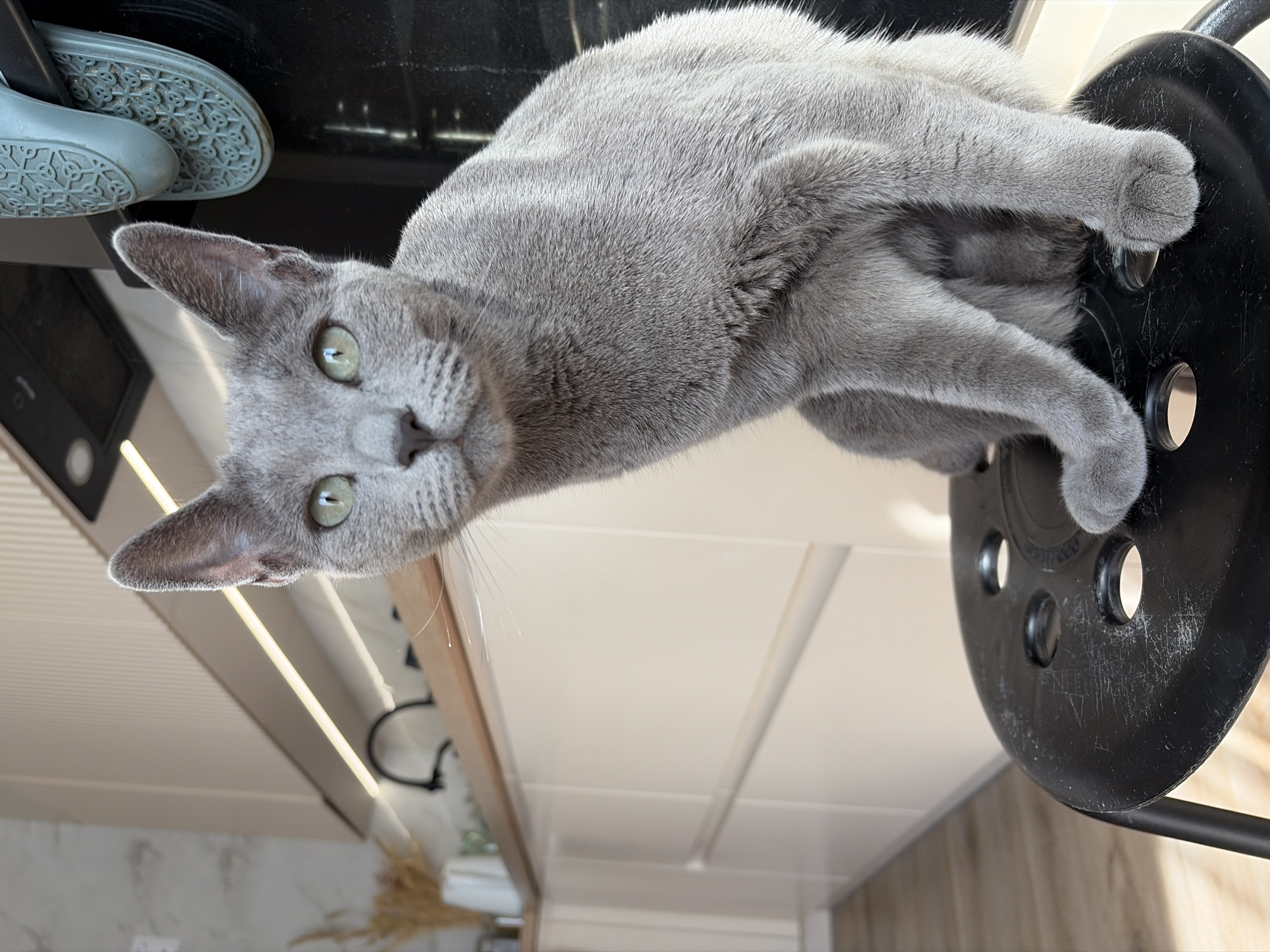 Russian Blue cat goes from kitchen stool to sunny backyard