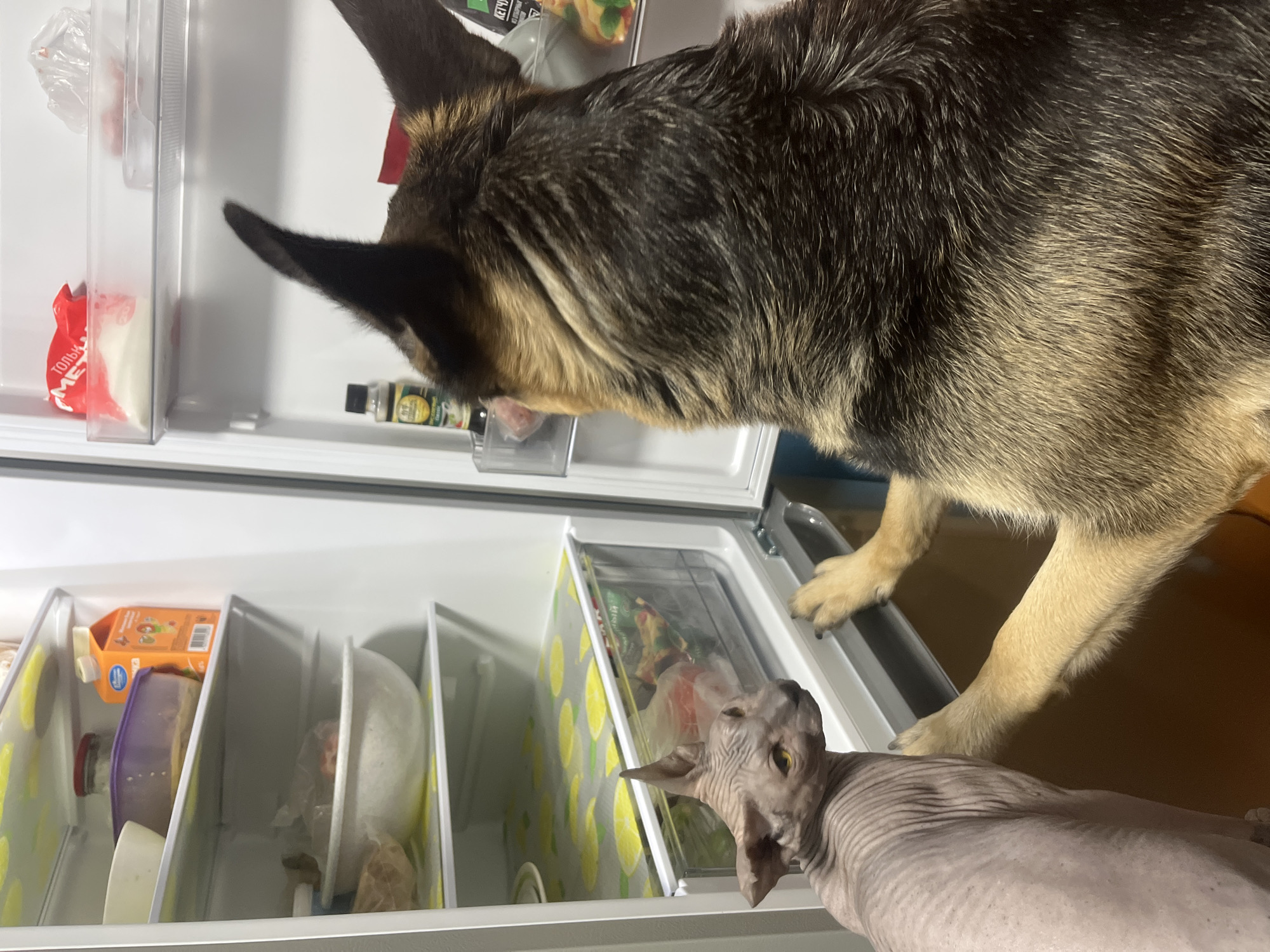 German Shepherds and a Sphynx cat at home in Nizhny Tagil