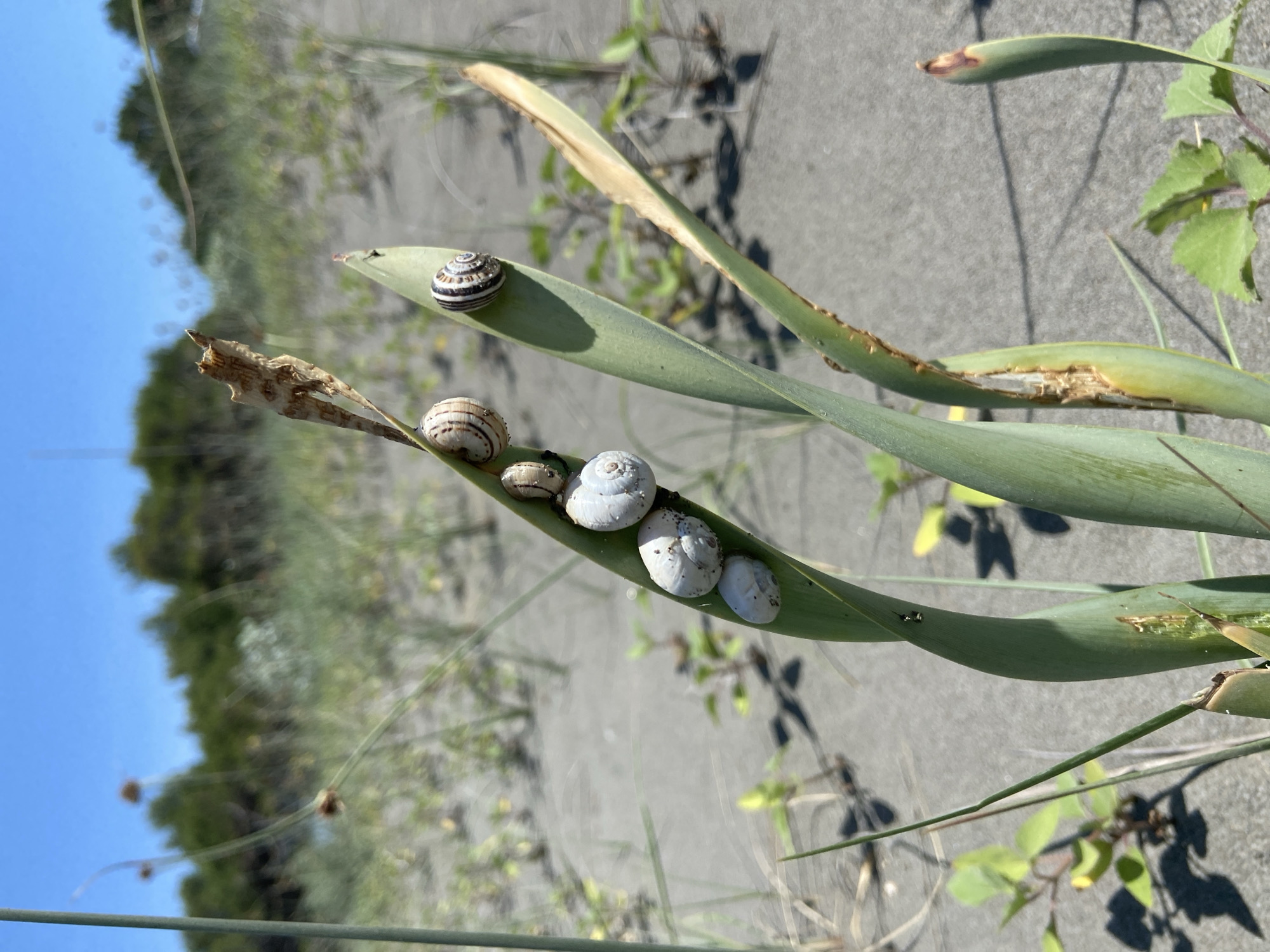 Nature observations: snails on leaves, beach scene documented
