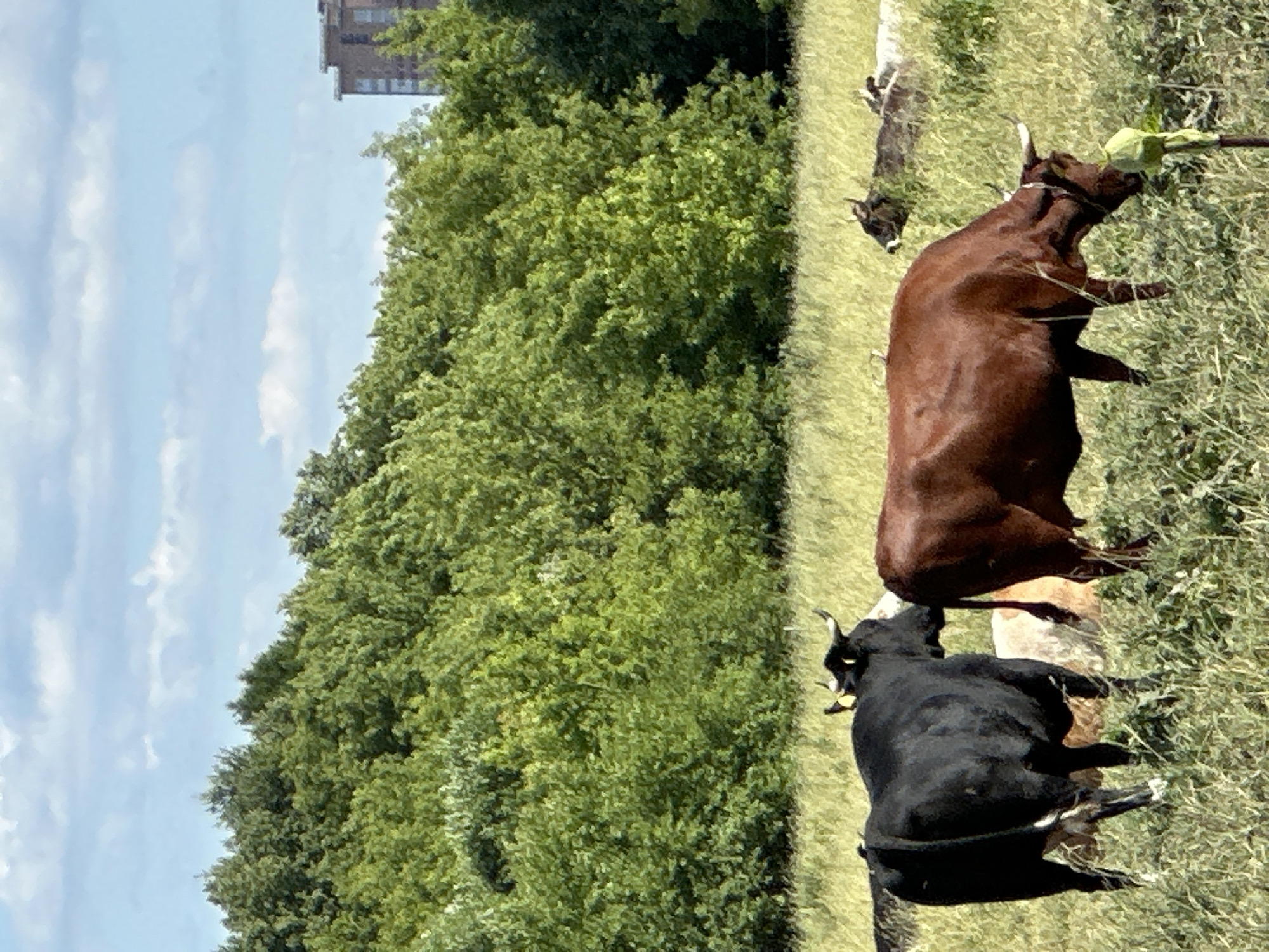Cattle and horse graze in a Dubrovitsy meadow on a summer afternoon