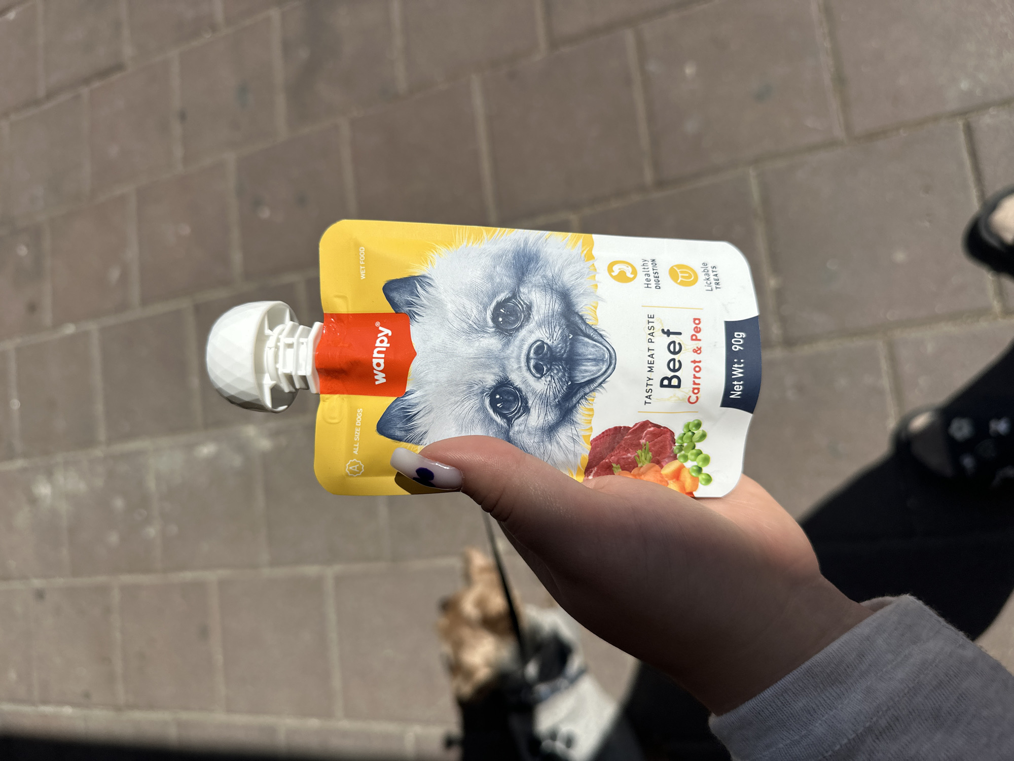 Dog walker feeds Yorkshire Terrier on Ramat Gan sidewalk