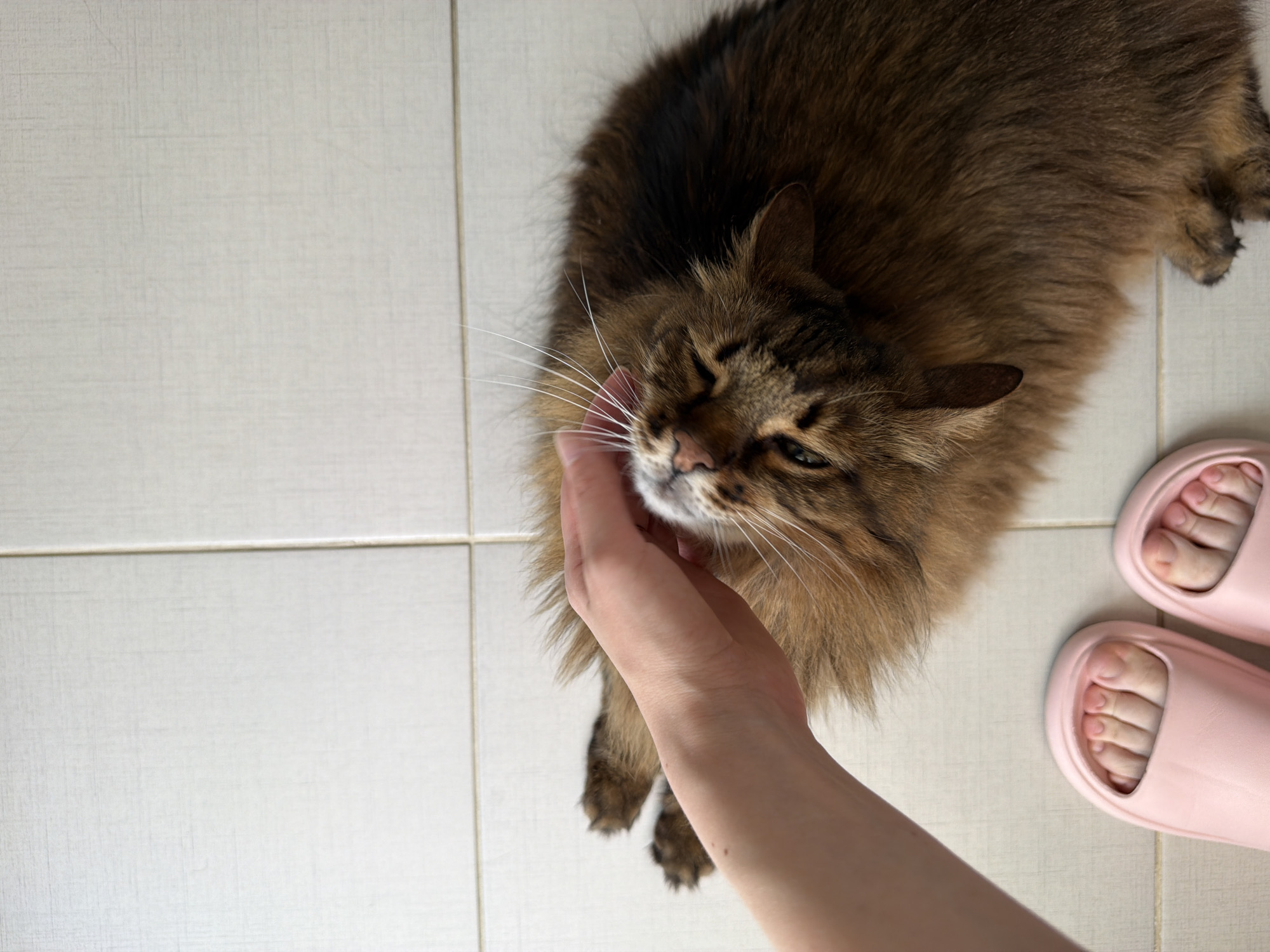 Lazy Kyiv morning: cat cuddles, fresh coffee, laptop streaming