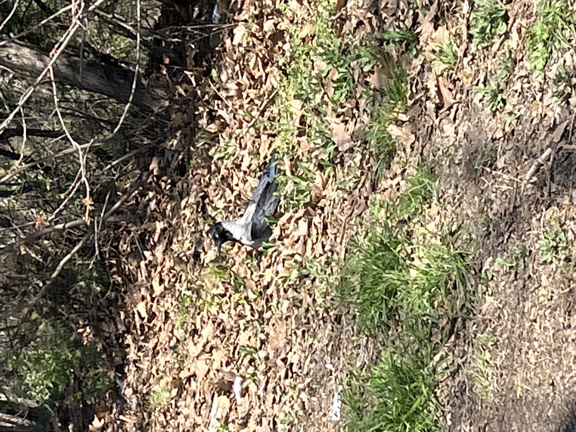 Plastic litter documented in Varna woodland area