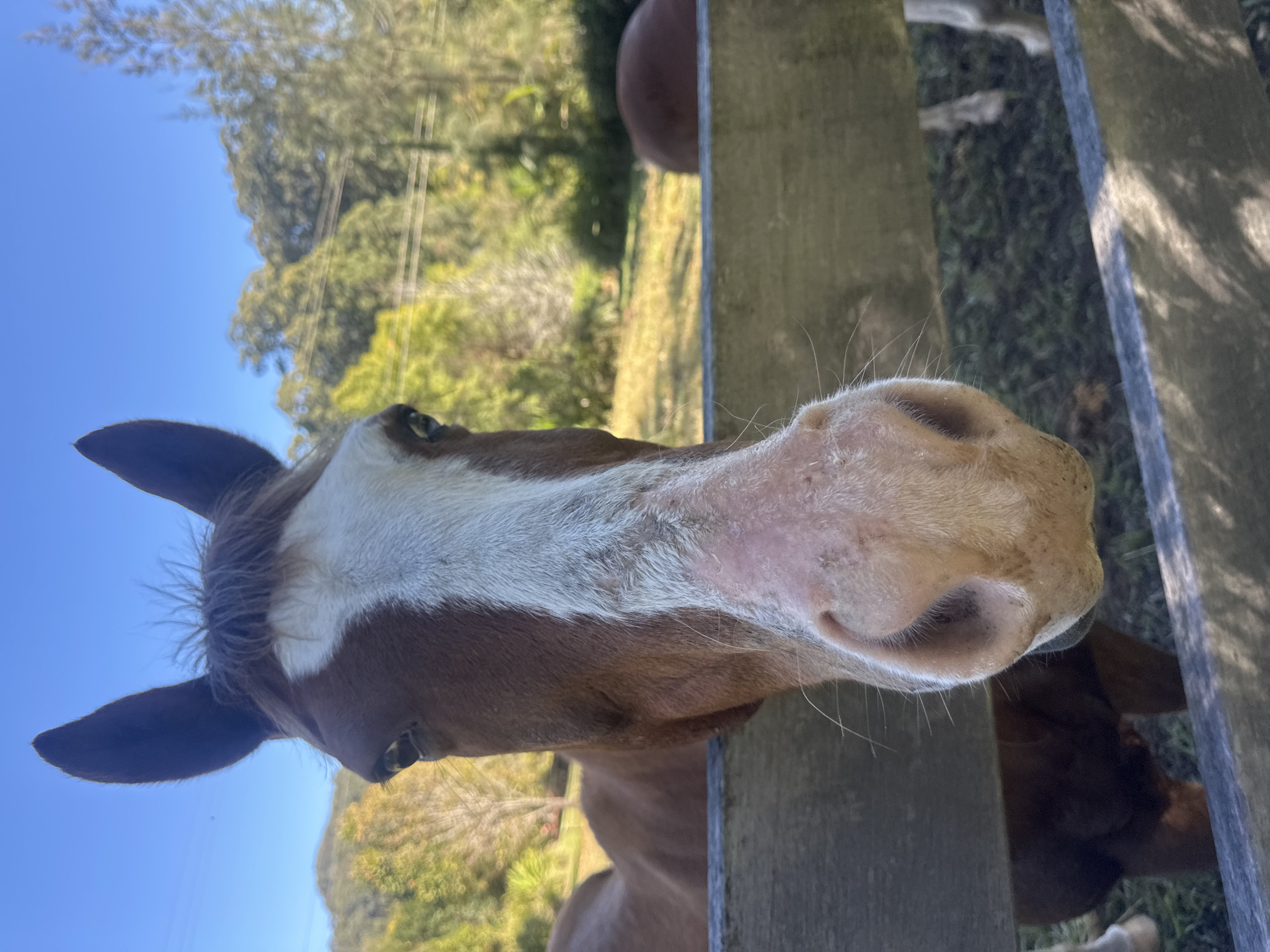 Afternoon at a Thora farm: horses, dogs, and country roads.