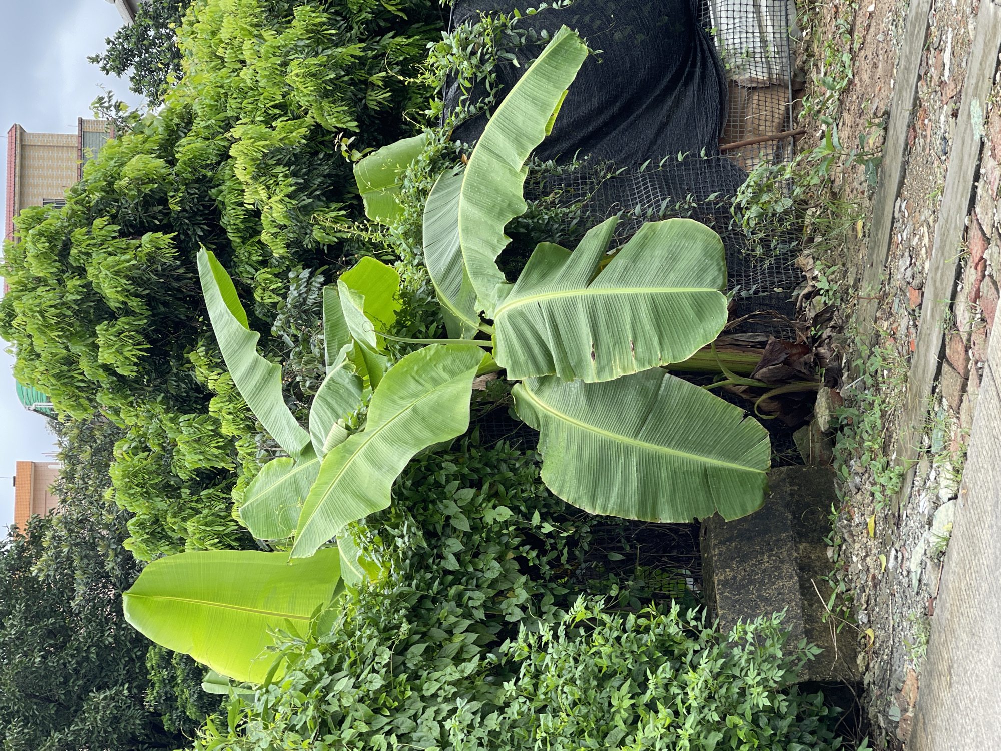 Semi-rural Panyu District: banana trees, chickens, and quiet streets