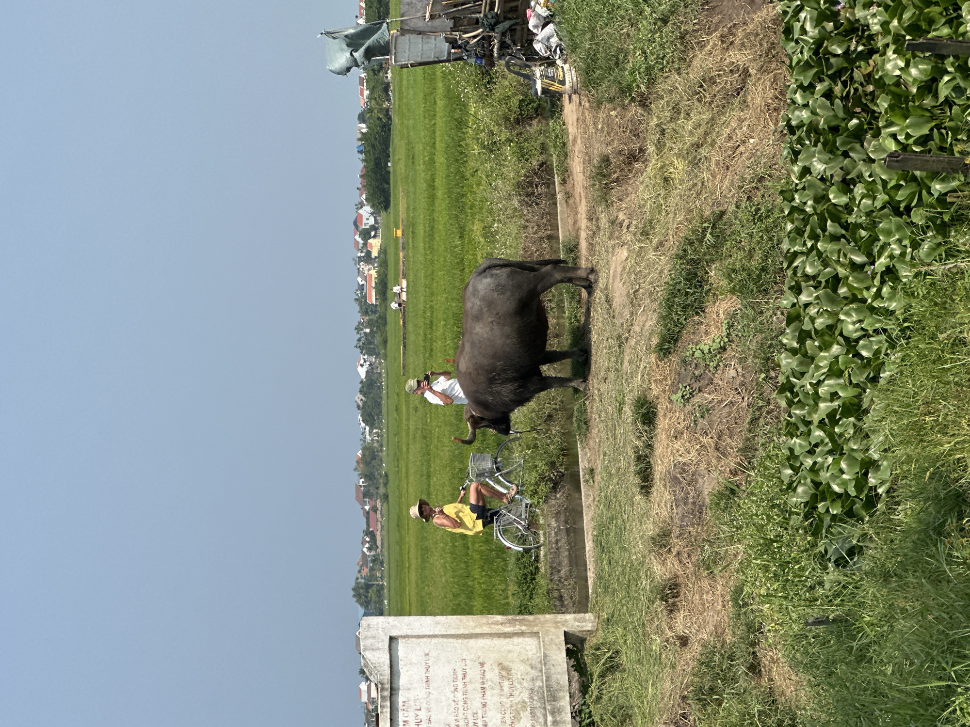 Water buffalo spotted near traffic barrier in rural Vietnam