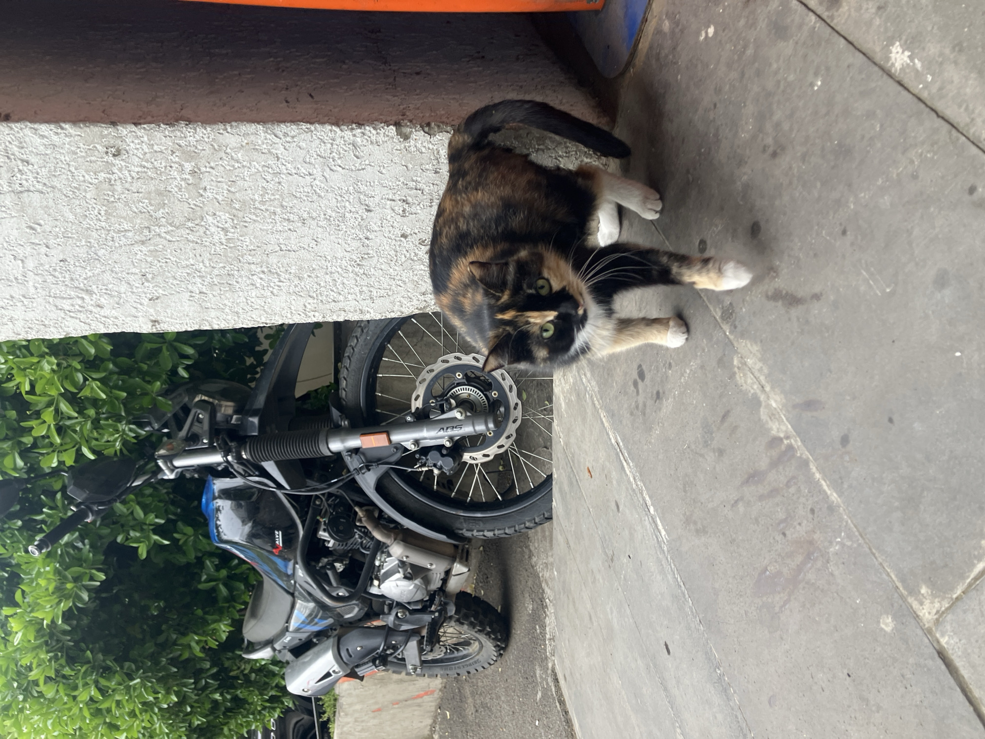 Calico cat spotted on pavement in Tbilisi