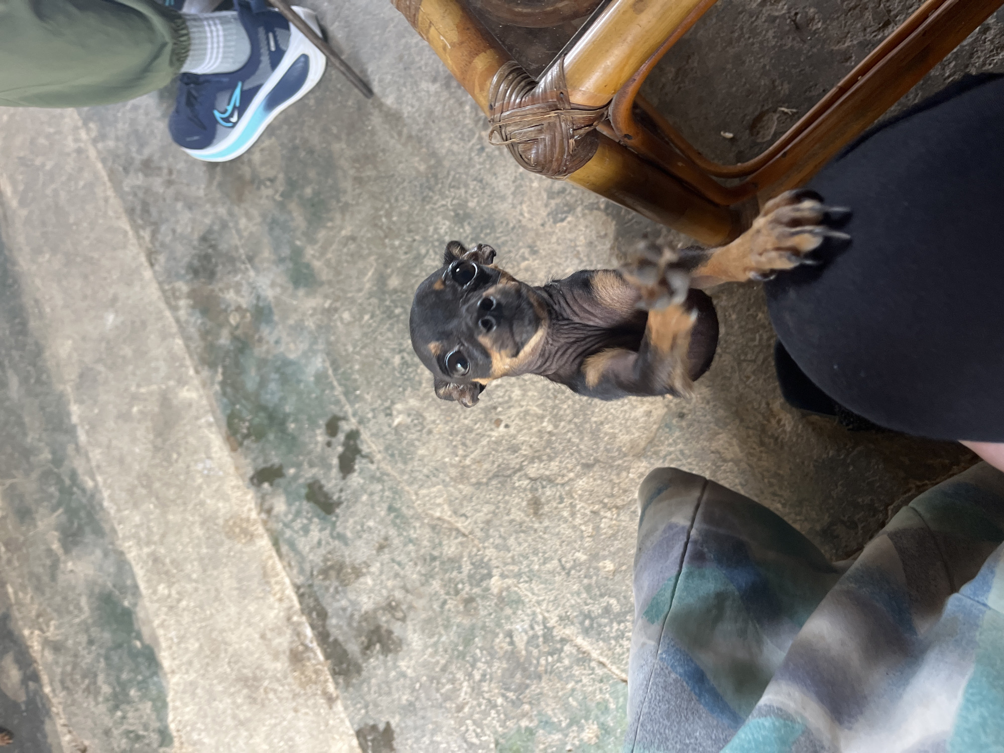 Home life with a pack of small dogs in Juan Griego