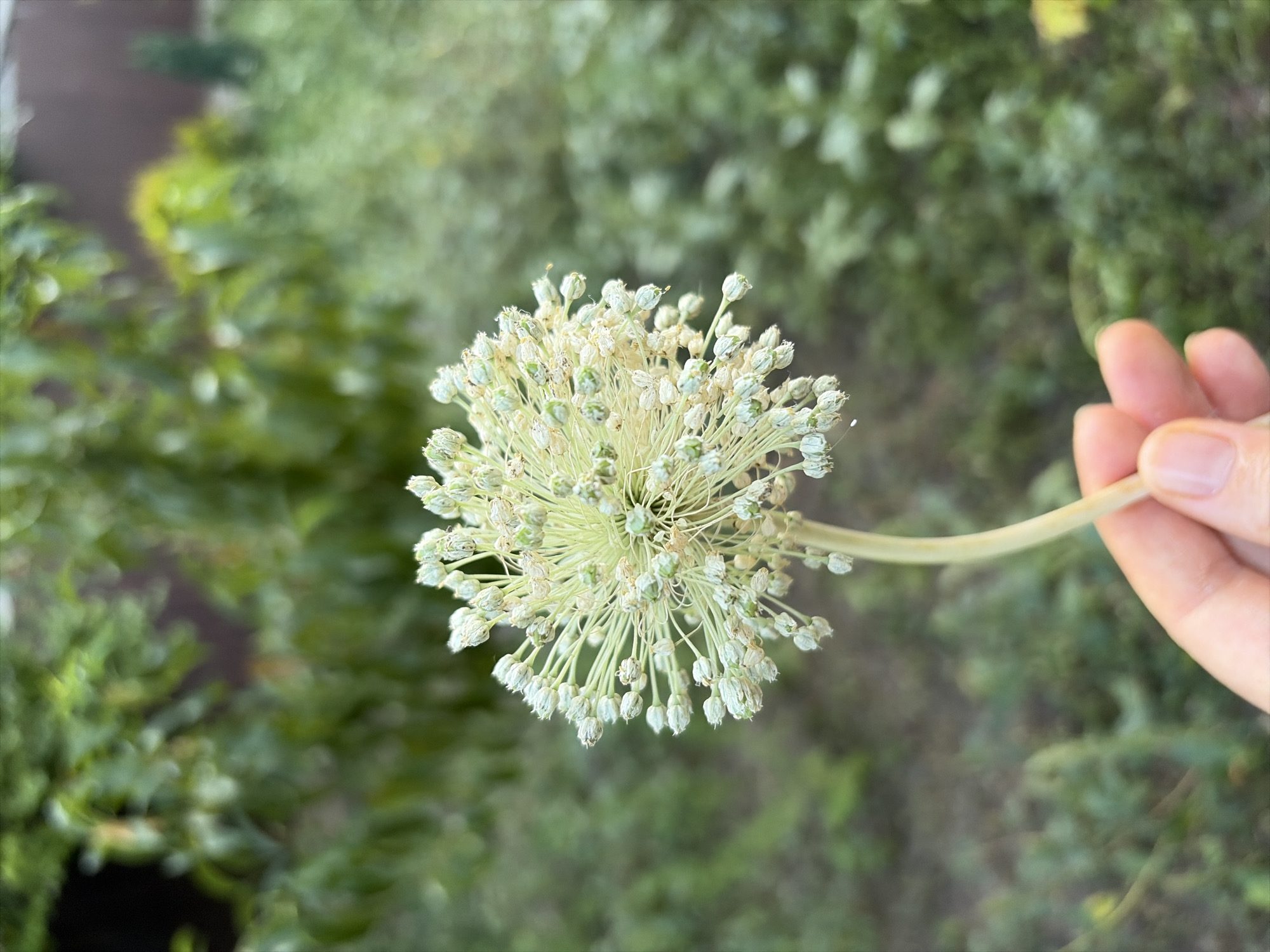 Oxentea, Moldova