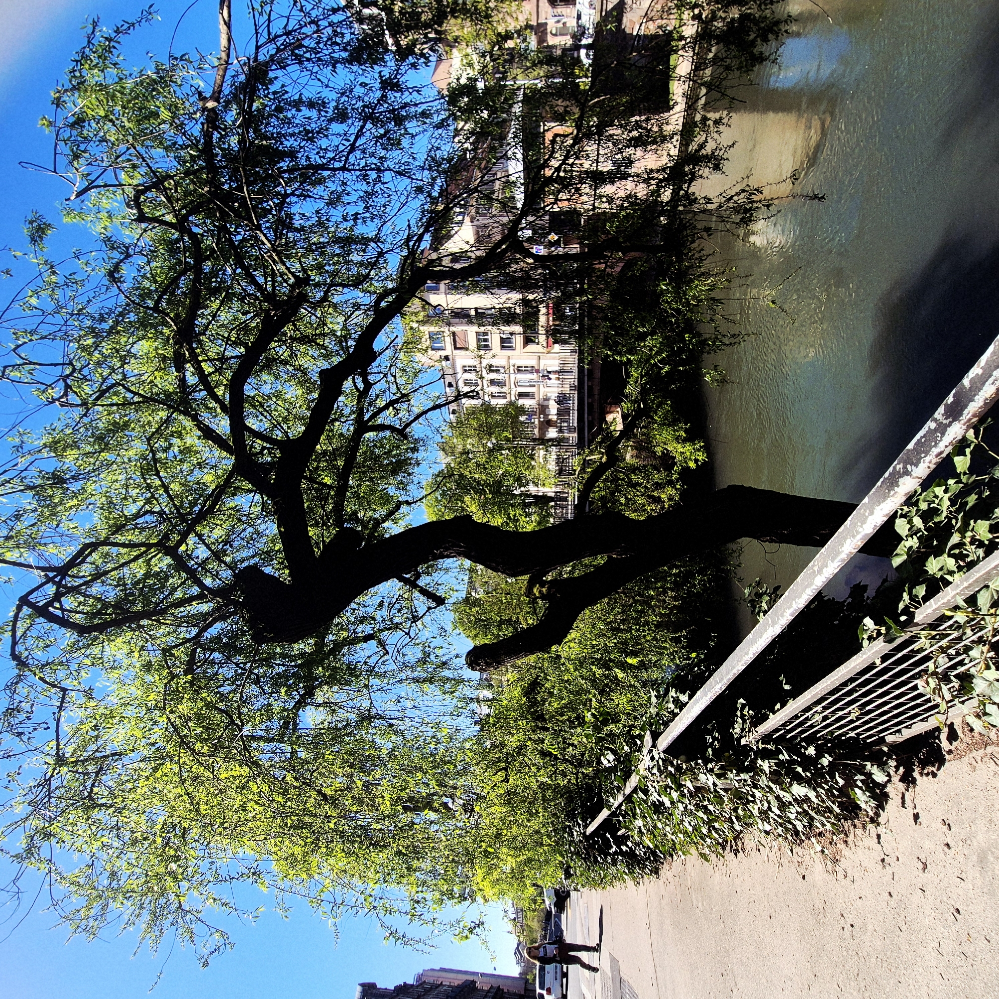 Woman walks waterfront path amid spring trees in Strasbourg