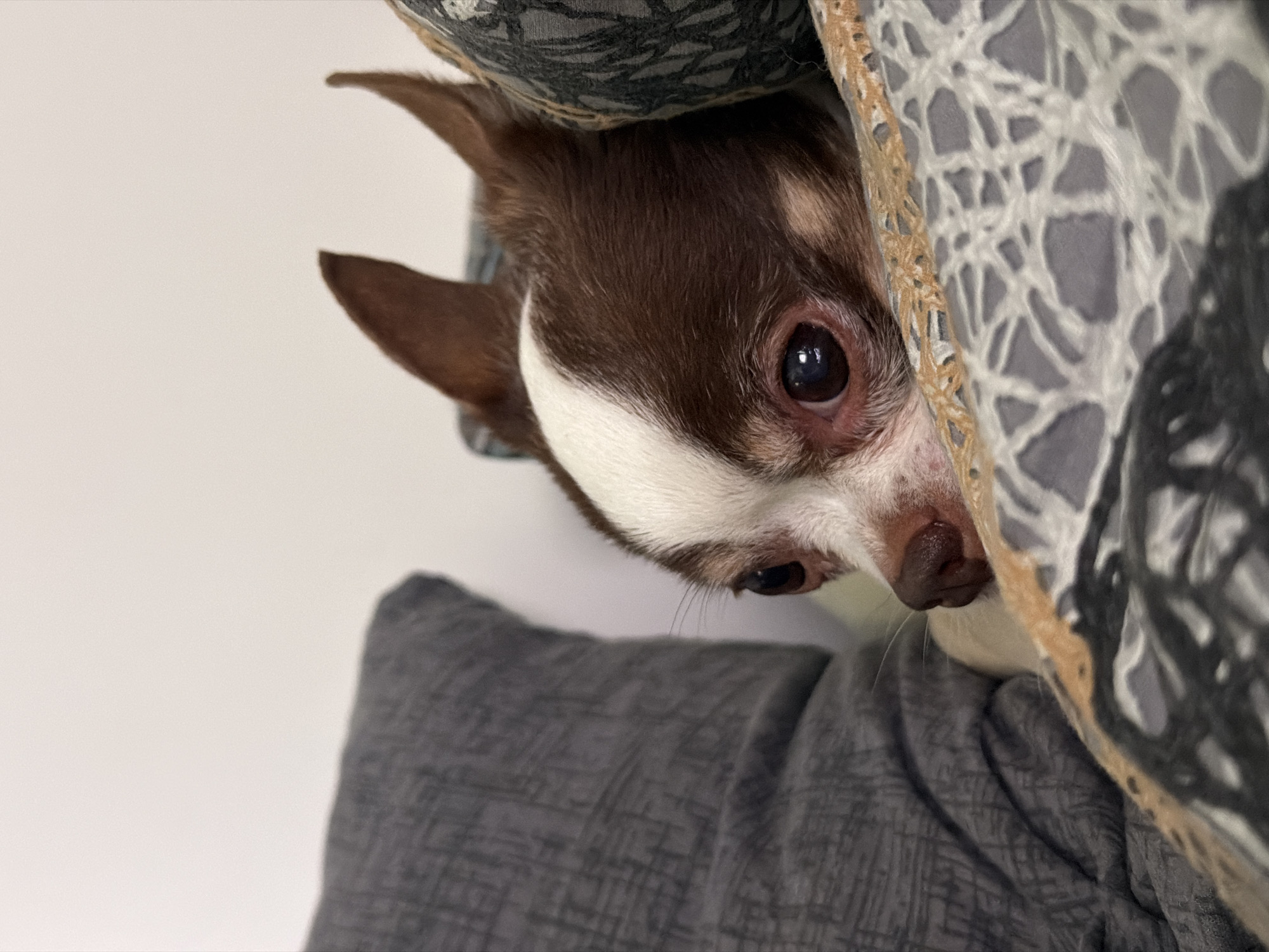Chihuahua naps and relaxes at home in Moscow