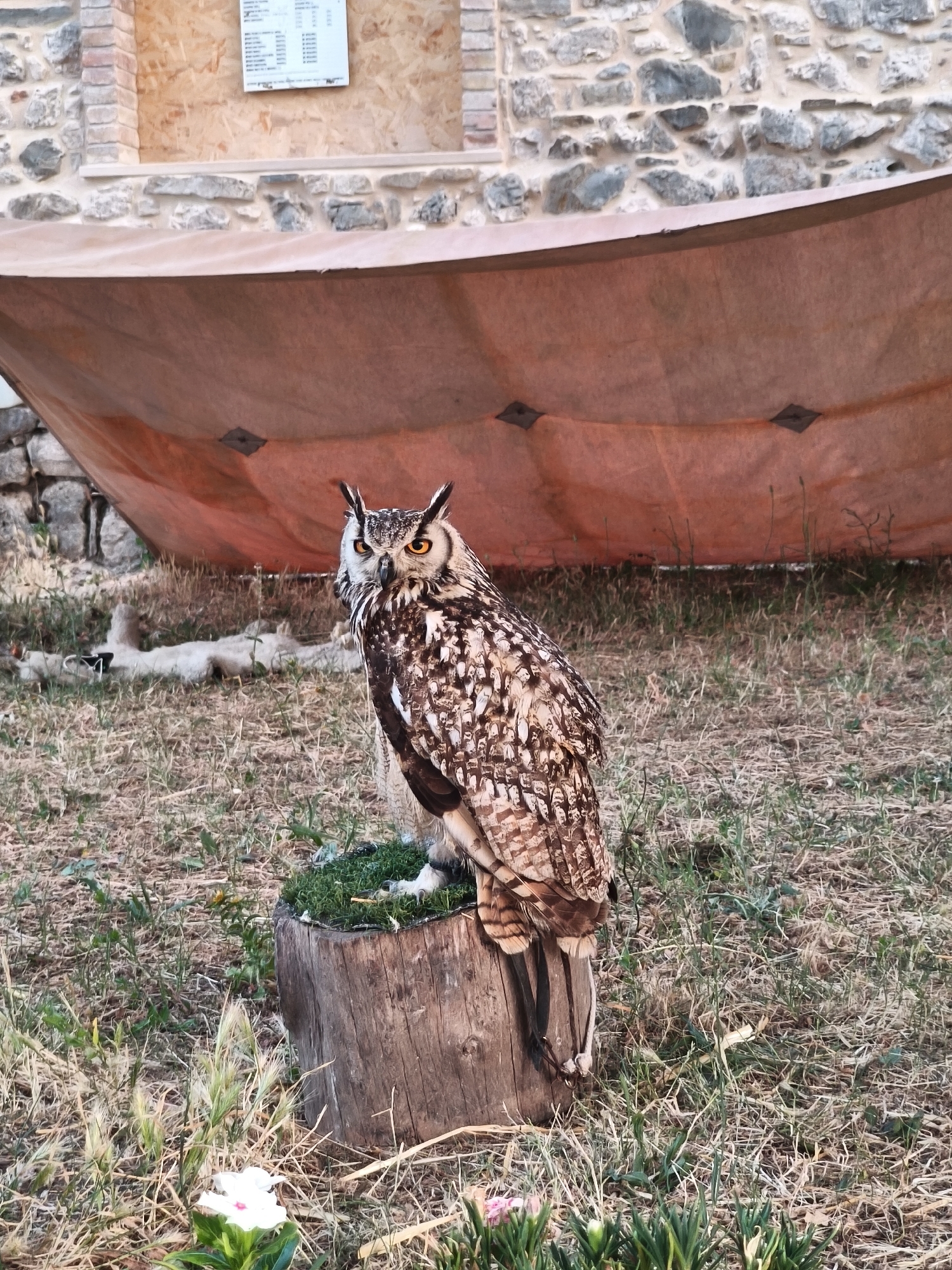 Medieval festival, falconry, and sunset views in Bojano