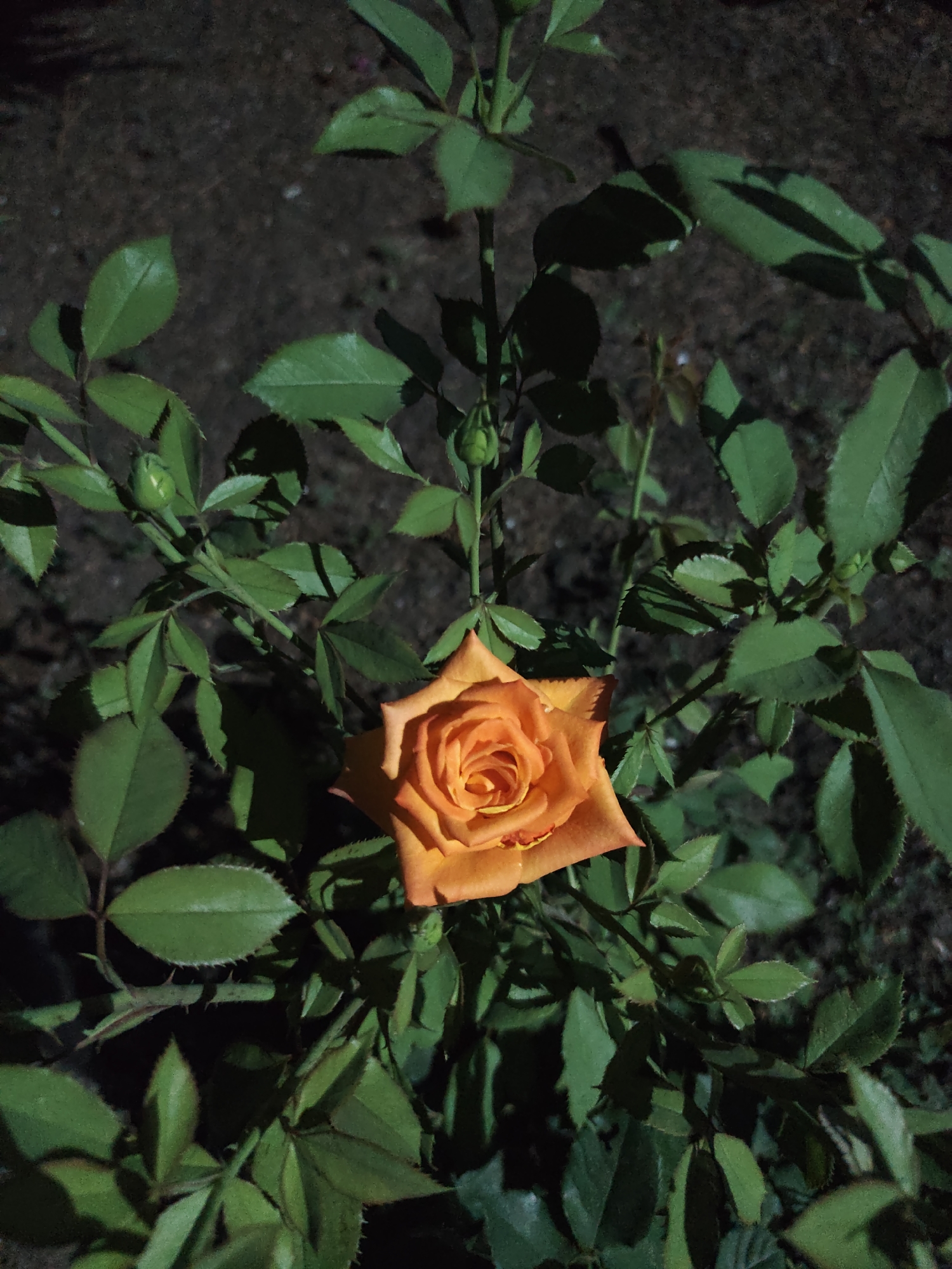 Evening in a Bălți garden: roses, twilight, and glowing ground lights