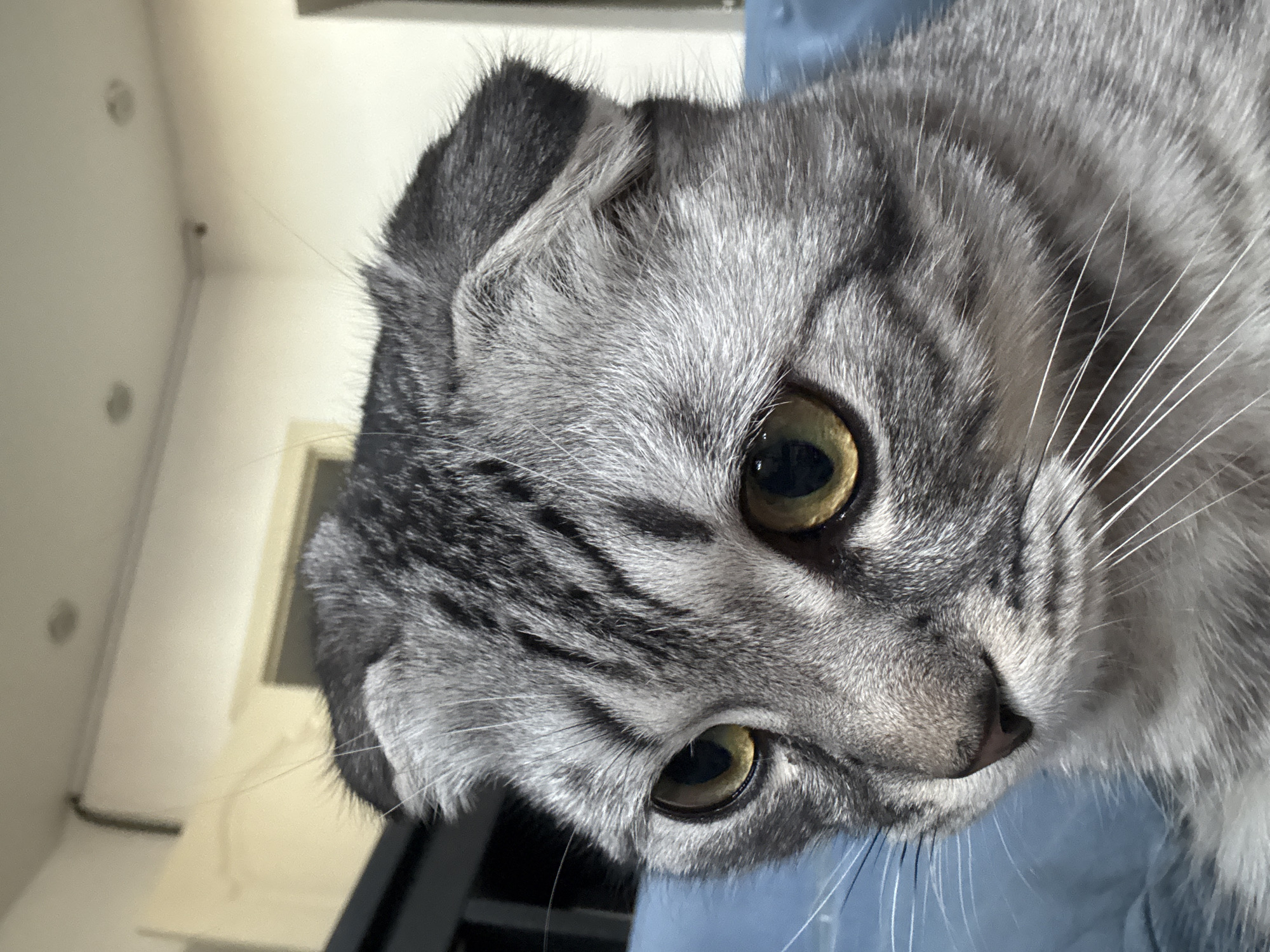 Scottish Fold cat photographed multiple times in Perm home