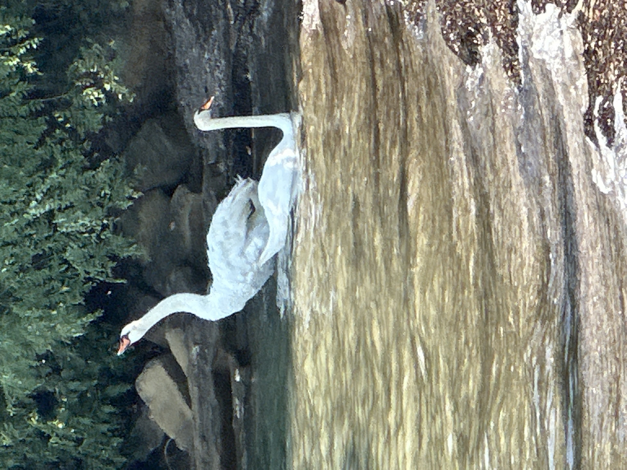 Swans in the shallows at a laid-back Ankaran shoreline