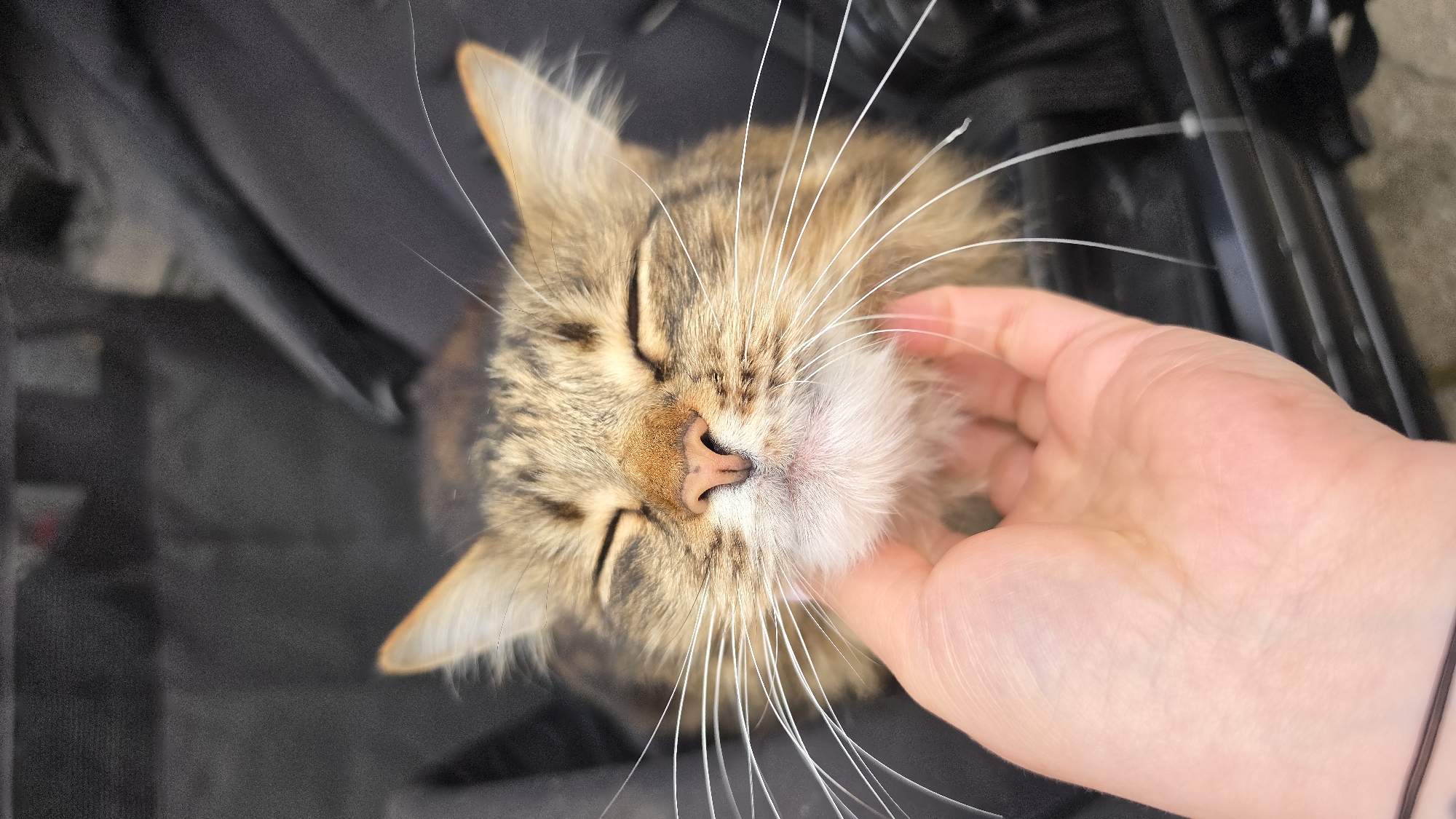 Tabby cat spotted, photographed in London neighborhood